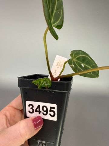 Anthurium Barry Schwartz NOID Bench Hybrid – Exact Plant #3495