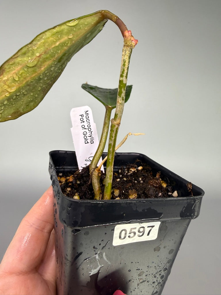 Hoya macrophylla ‘Pot of Gold’ – Exact Plant #0597