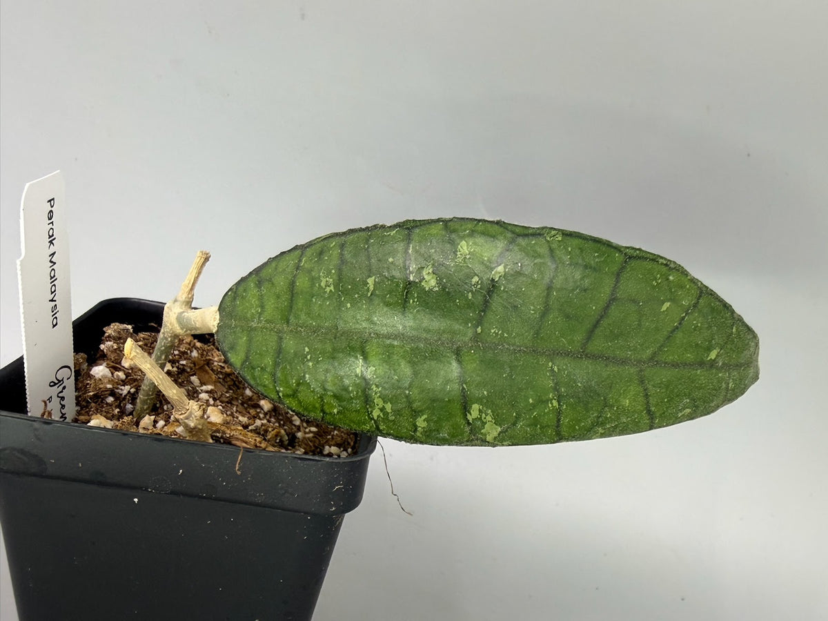 Hoya – Exact Plant #584 – photo c