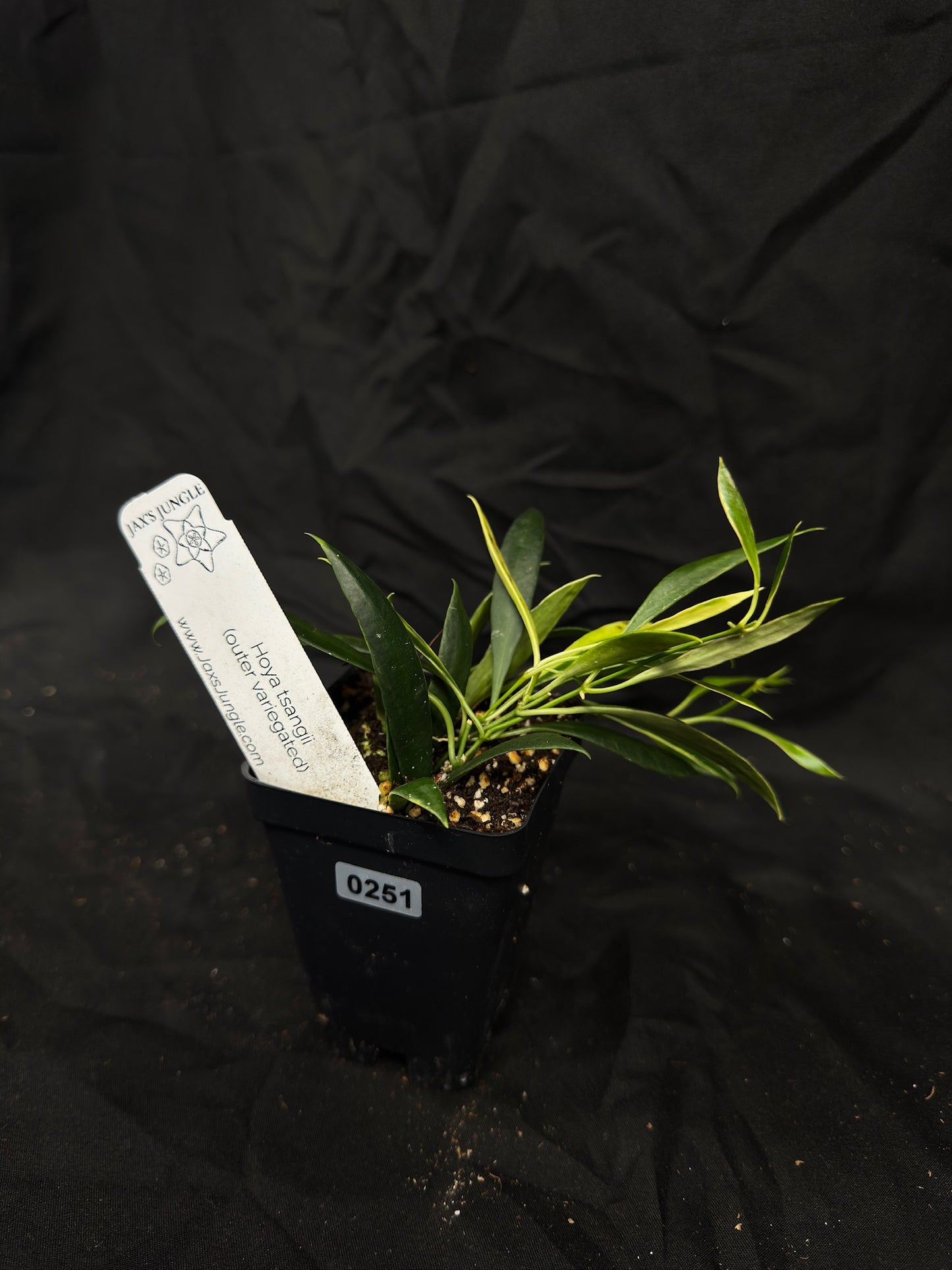 Hoya Tsangii (outer var) – Exact Plant #251 – Green Street Plant Co.
