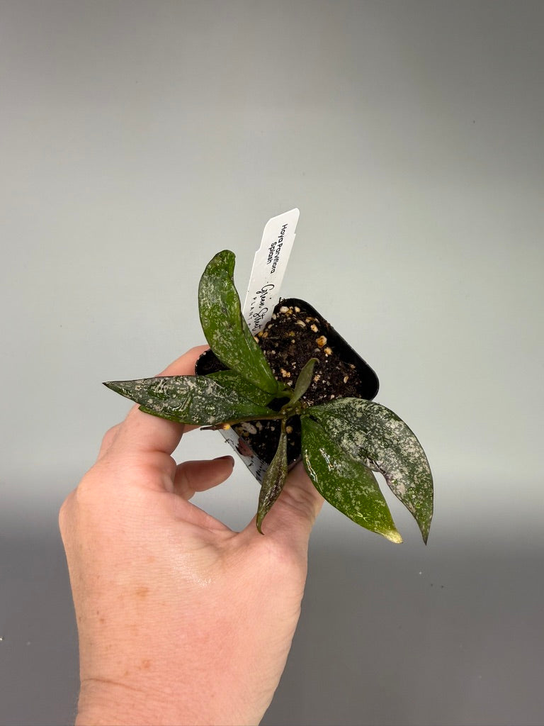 Hoya Parviflora Splash – 2" Grower’s Choice