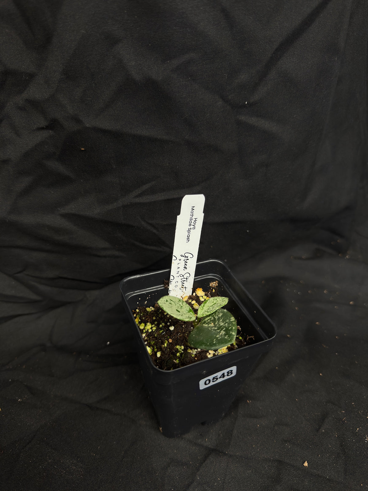 Hoya Mathilde Splash – Grower’s Choice – Green Street Plant Co.