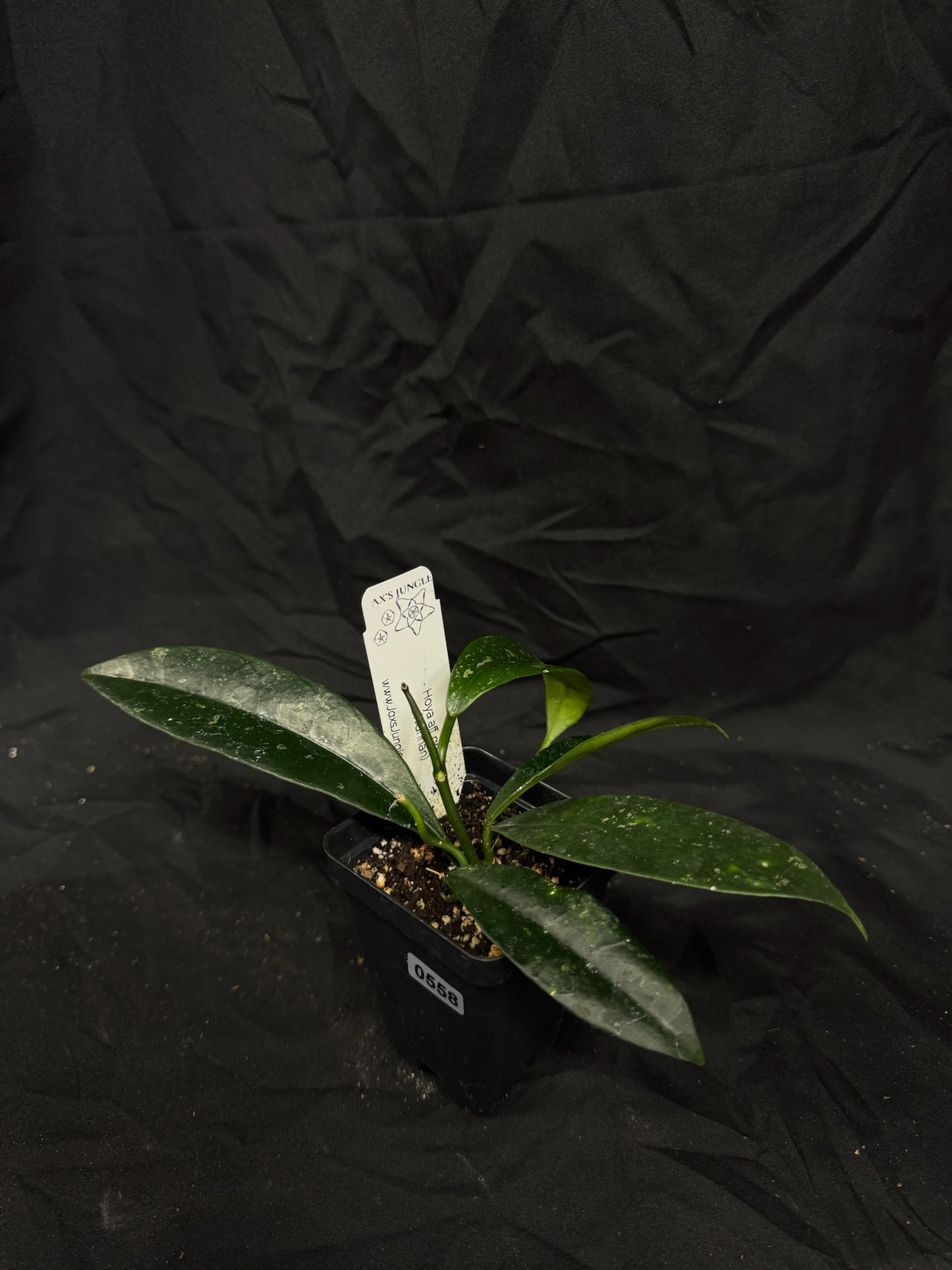 Hoya AFF Griffithii (Yunnan) – Exact Plant #558 – Green Street Plant Co.