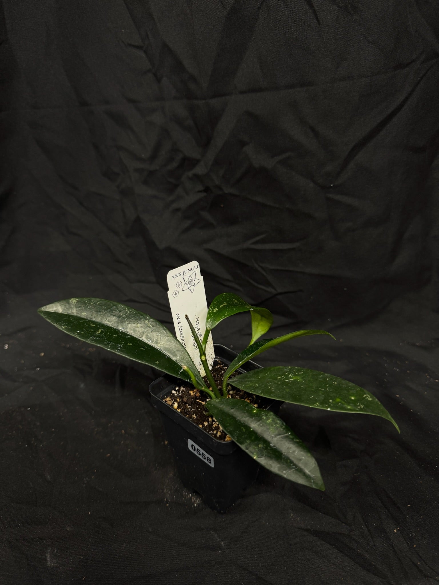 Hoya AFF Griffithii (Yunnan) – Exact Plant #558 – Green Street Plant Co.
