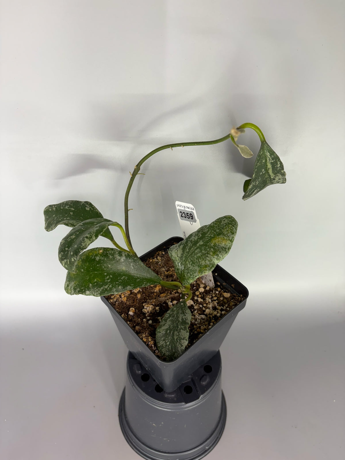 Hoya – Exact Plant #2359 – photo a