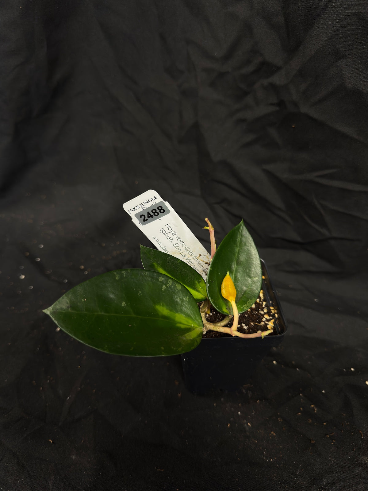 Hoya Verticillata (inner var splash, Son La Vietnam) clone 2 – Exact Plant #2488 – Green Street Plant Co.