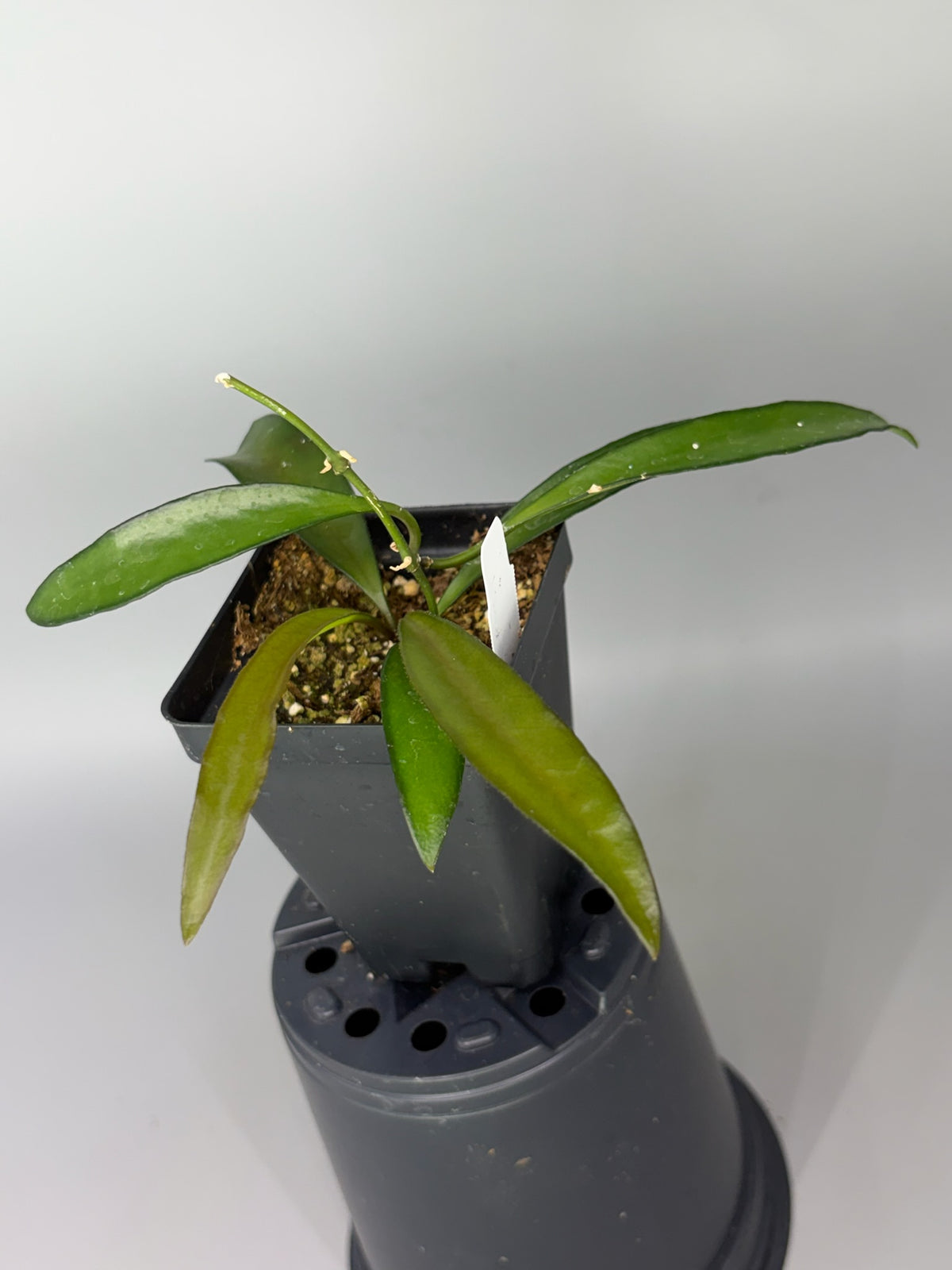 Hoya – Exact Plant #581 – photo d
