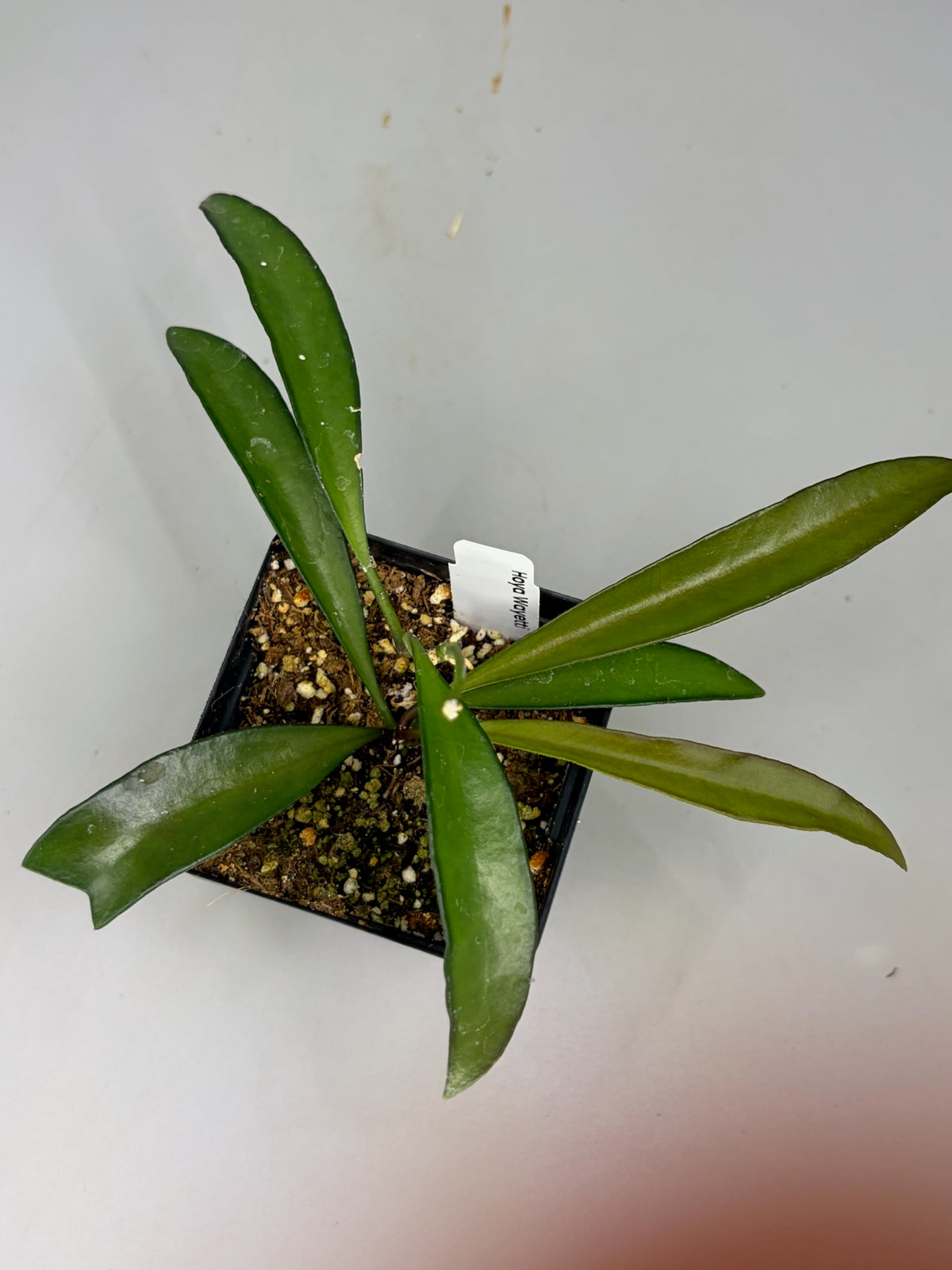 Hoya – Exact Plant #581 – photo b
