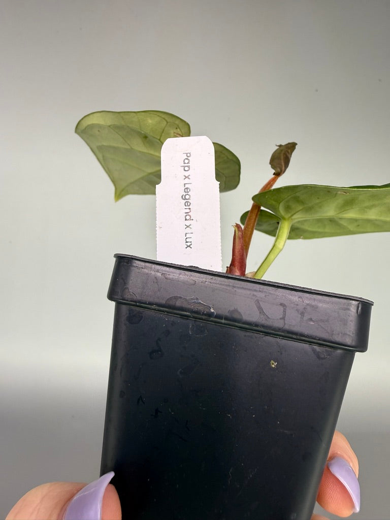 Anthurium Papillilaminum x Luxurians x Legend – Exact Plant #3411