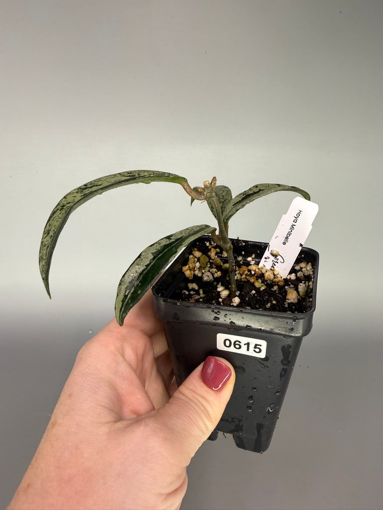 Hoya Minibelle Splash – Exact Plant #0615