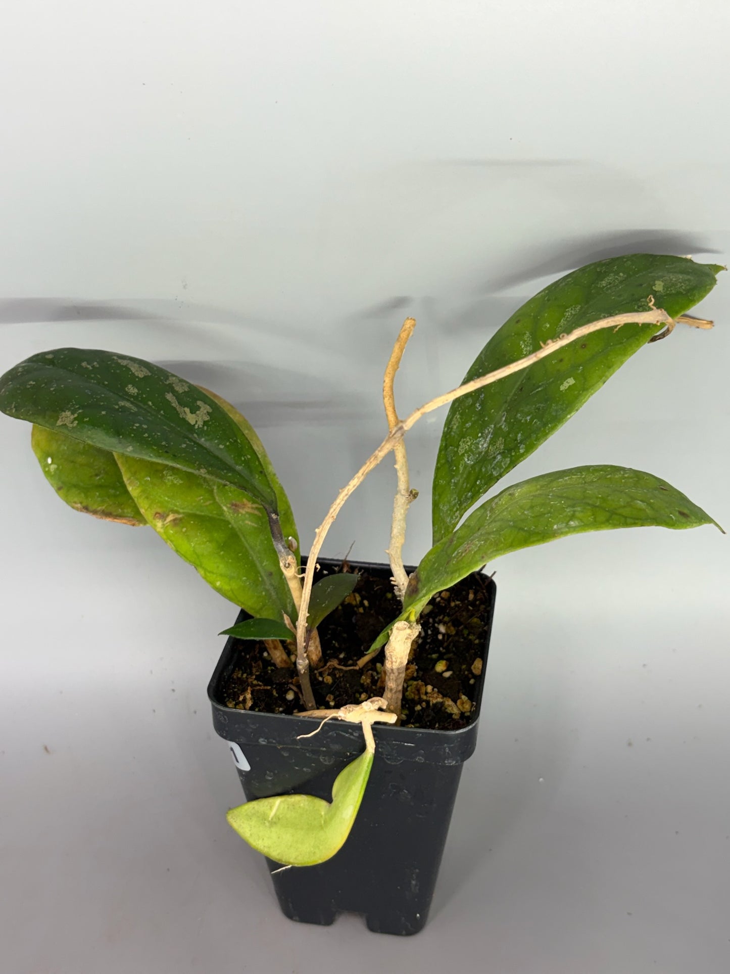 Hoya – Exact Plant #601 – photo b