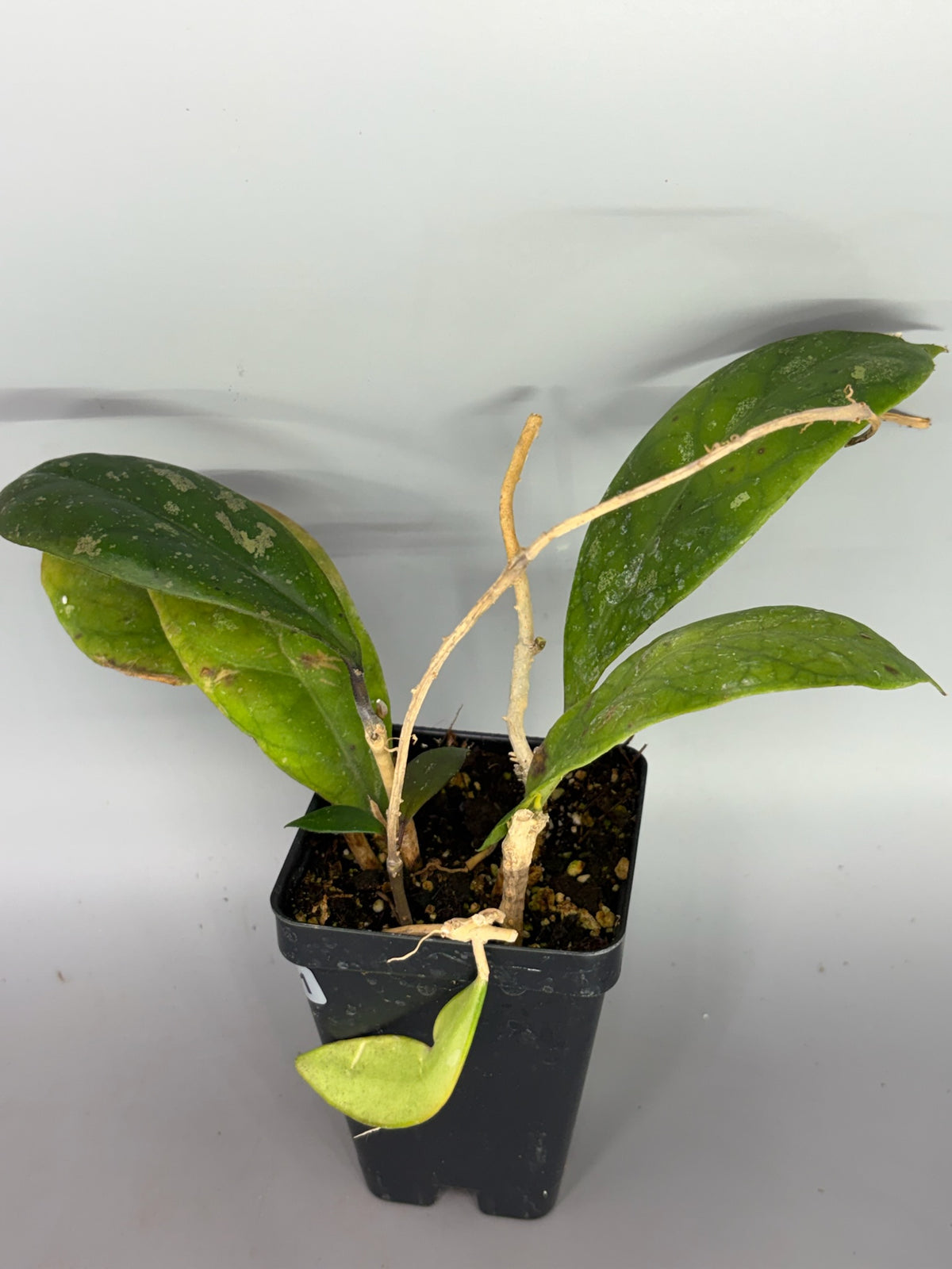 Hoya – Exact Plant #601 – photo b