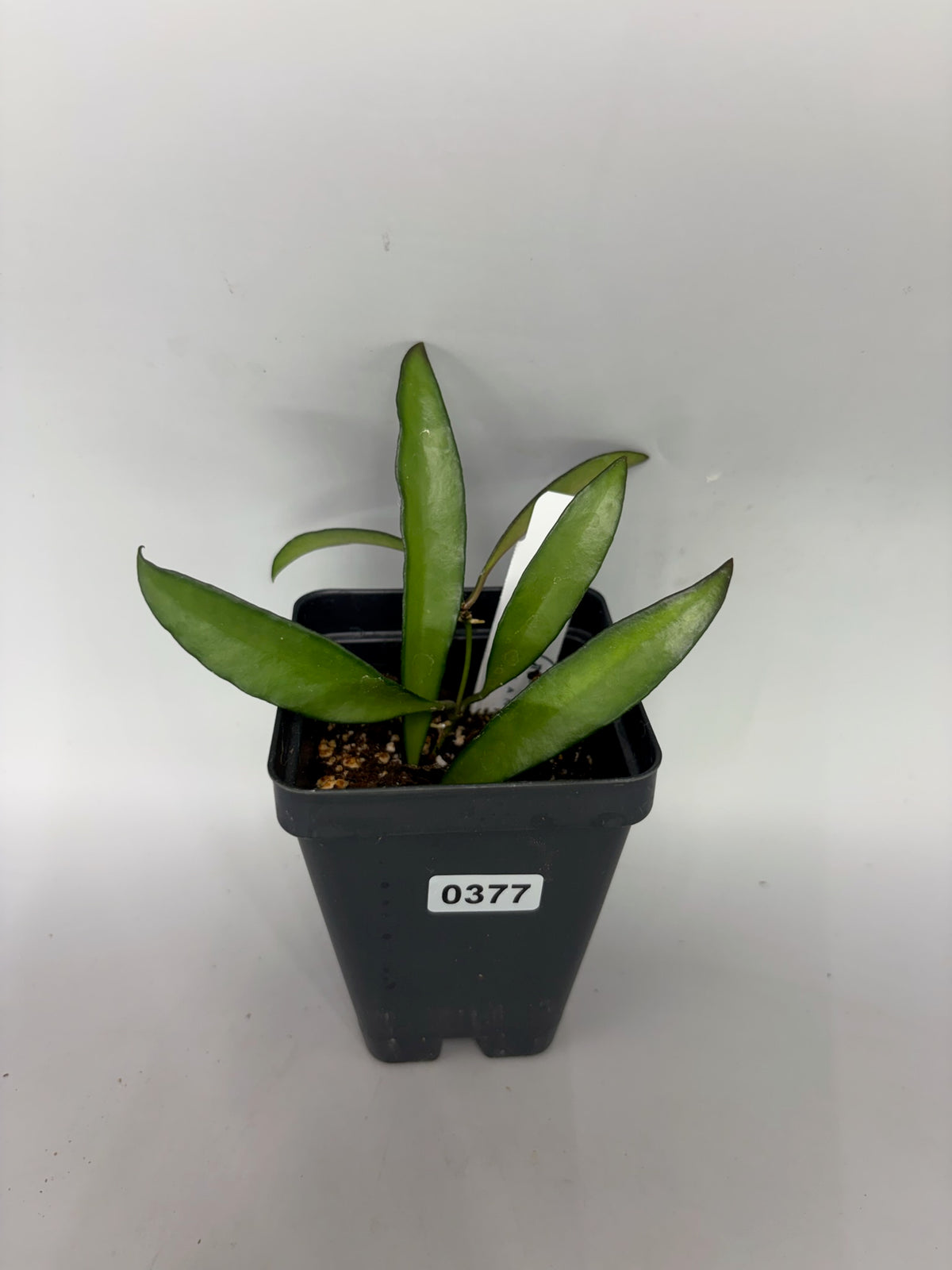 Hoya – Exact Plant #377 – photo b
