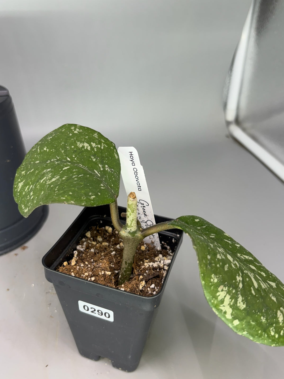 Hoya – Exact Plant #290 – photo c