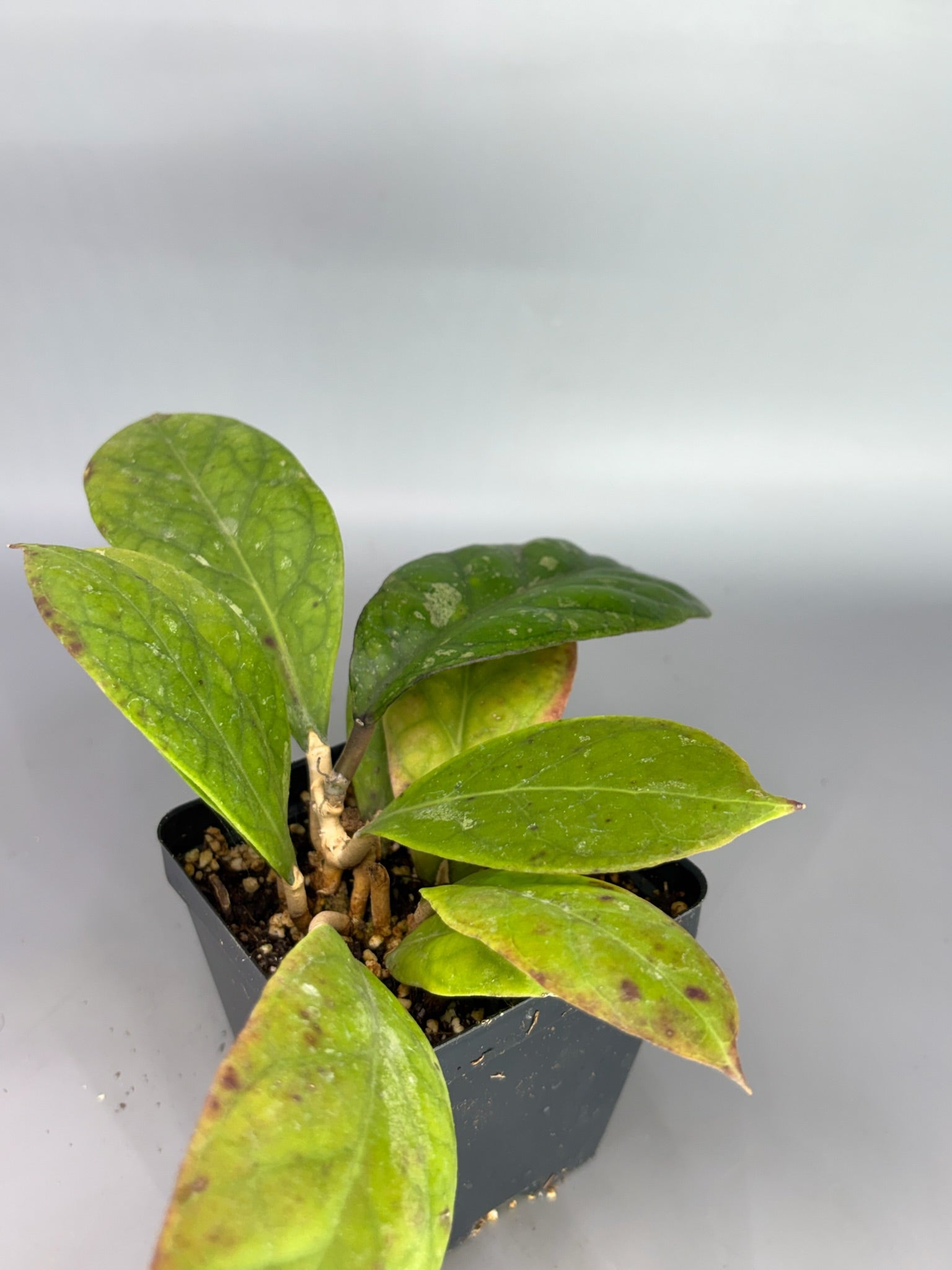 Hoya – Exact Plant #613 – photo d