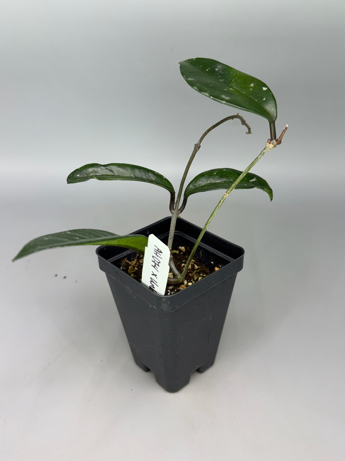 Hoya – Exact Plant #394 – photo d