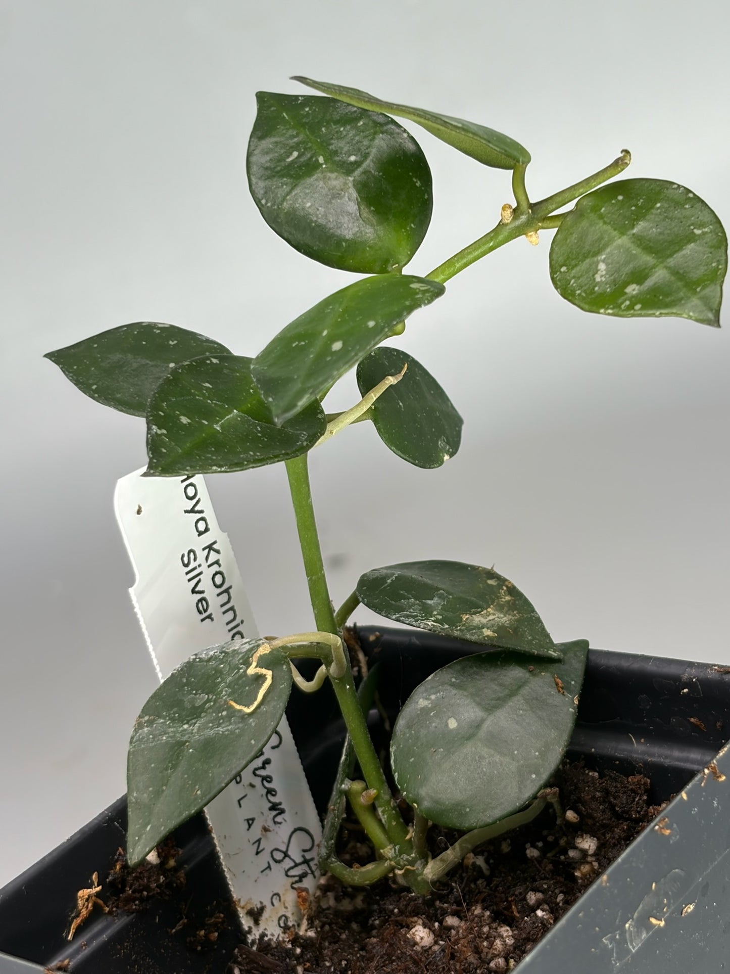 Hoya – Exact Plant #586 – photo d