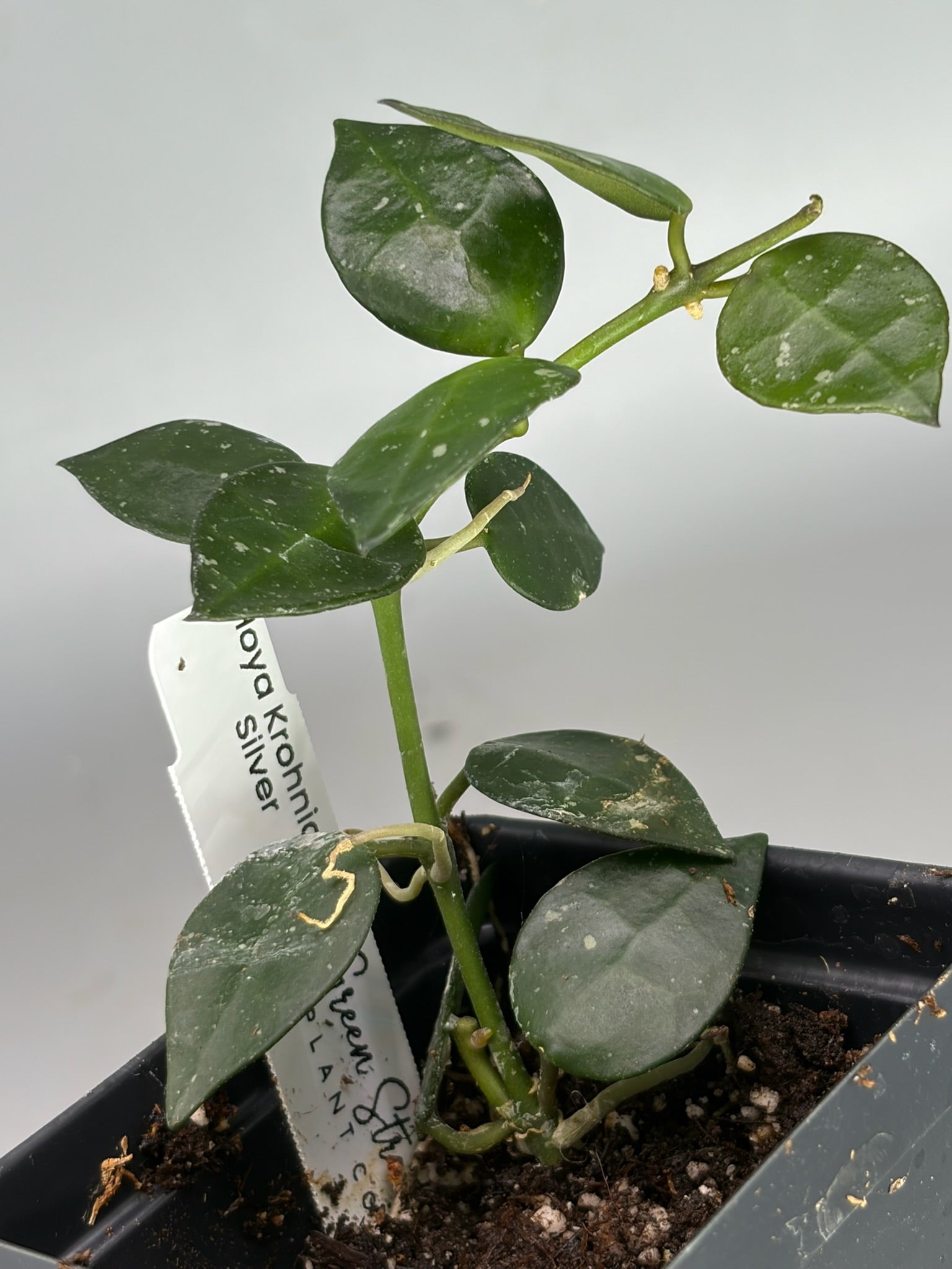Hoya – Exact Plant #586 – photo d