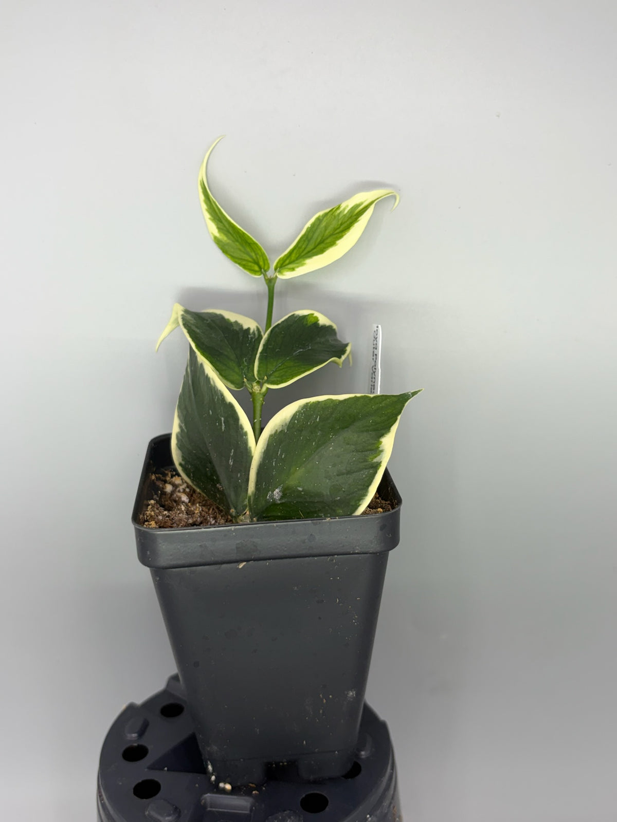 Hoya polyneura Outer Variegated – Exact Plant #576 – photo c