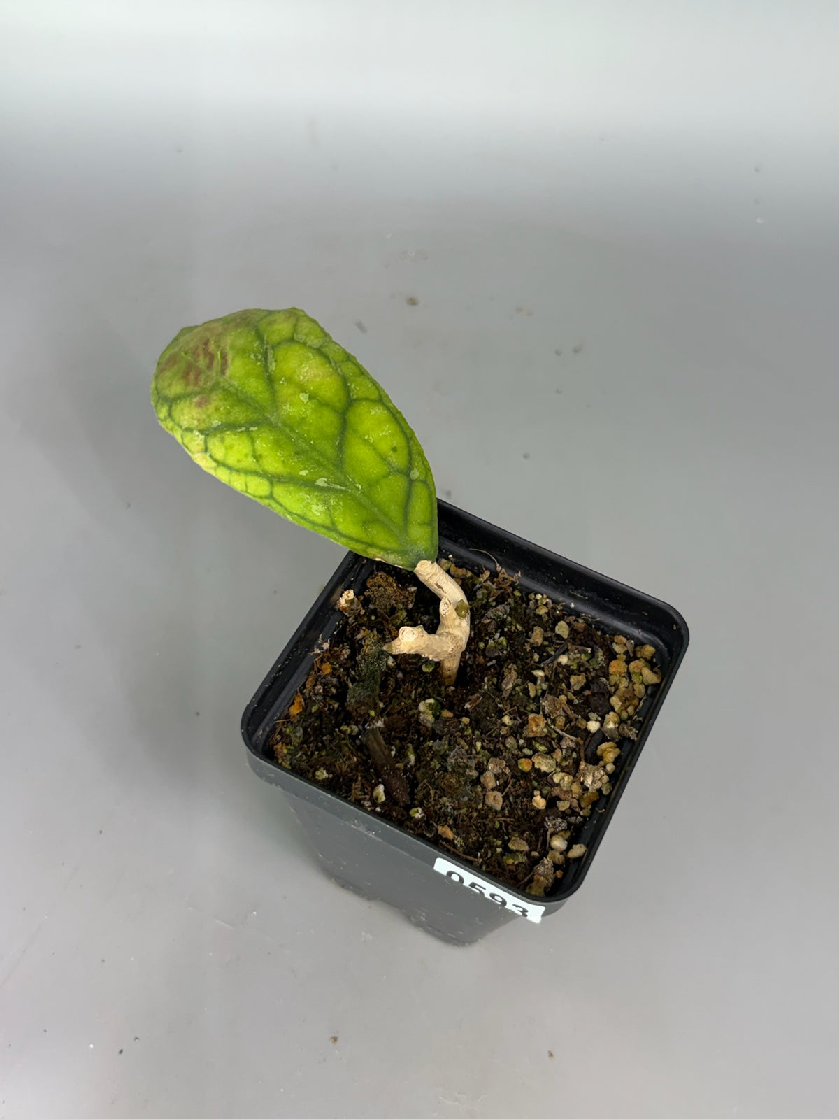 Hoya – Exact Plant #593 – photo a