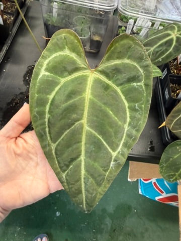 Anthurium PINK LEMONADE X RED SPIDER FP1