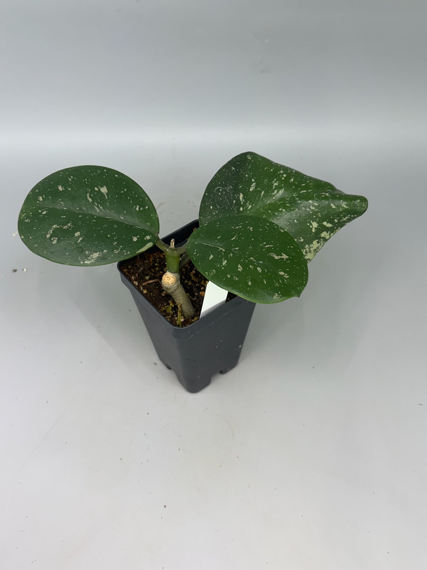 Hoya – Exact Plant #575 – photo a