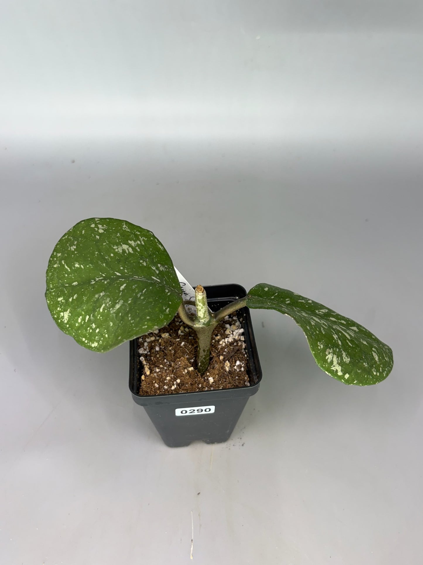 Hoya – Exact Plant #290 – photo a