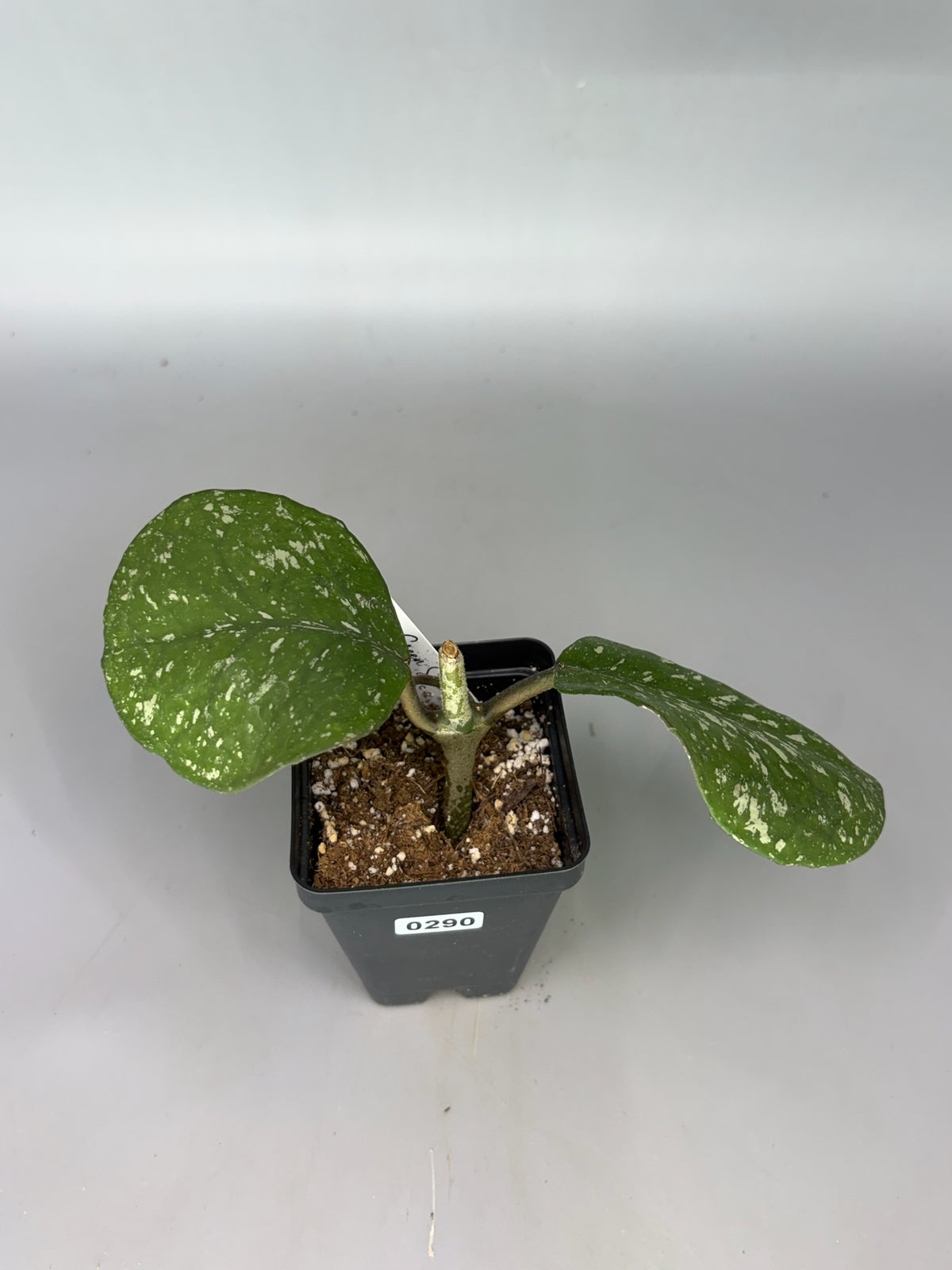 Hoya – Exact Plant #290 – photo a