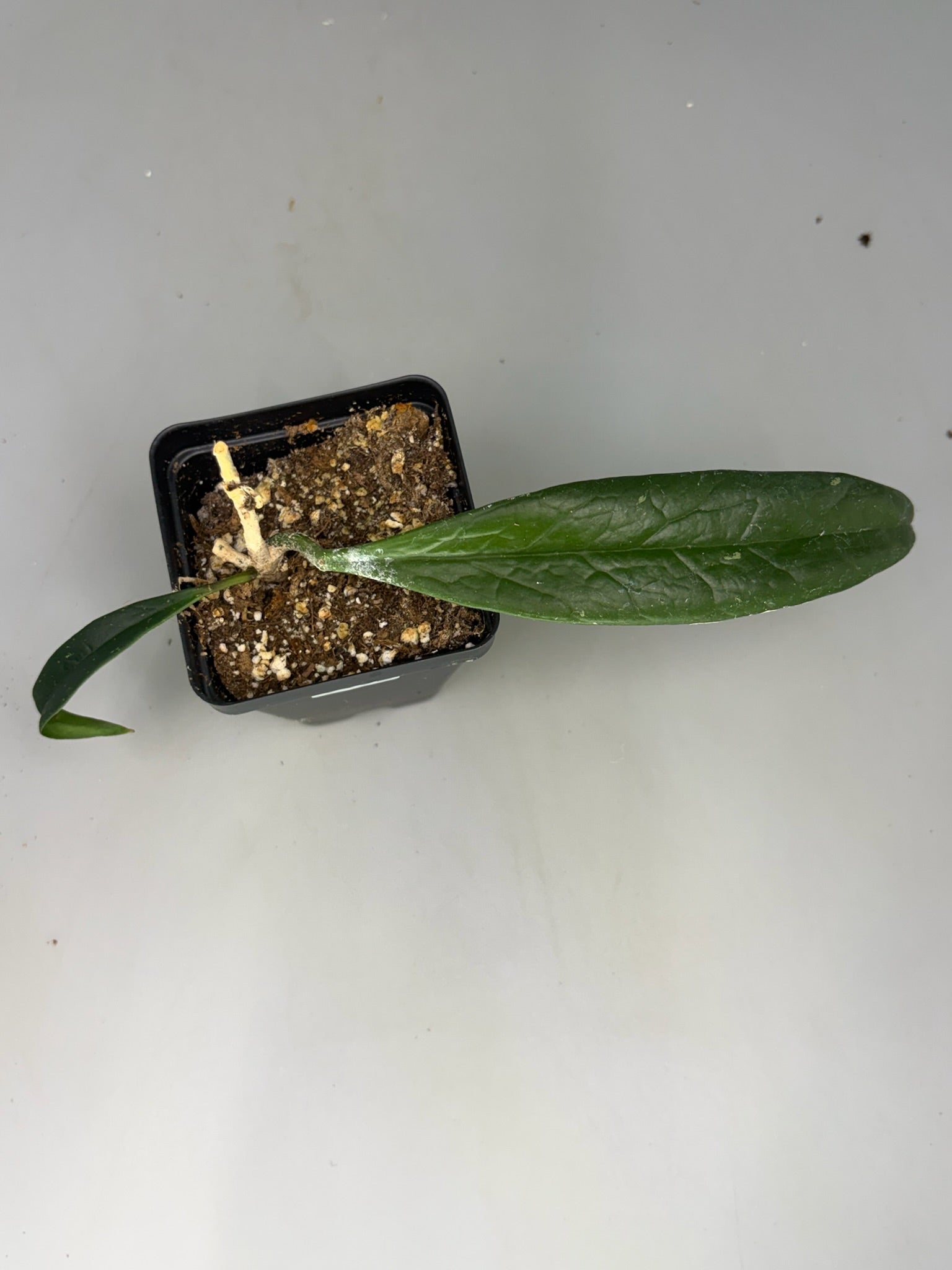 Hoya – Exact Plant #582 – photo a