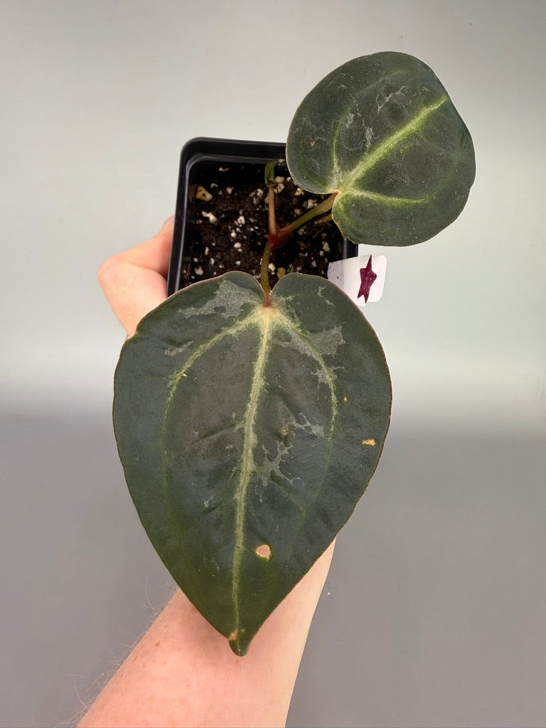 Variegated Anthurium Red Velvet Cake x Zara x Carla OG1 – Exact Plant #3378