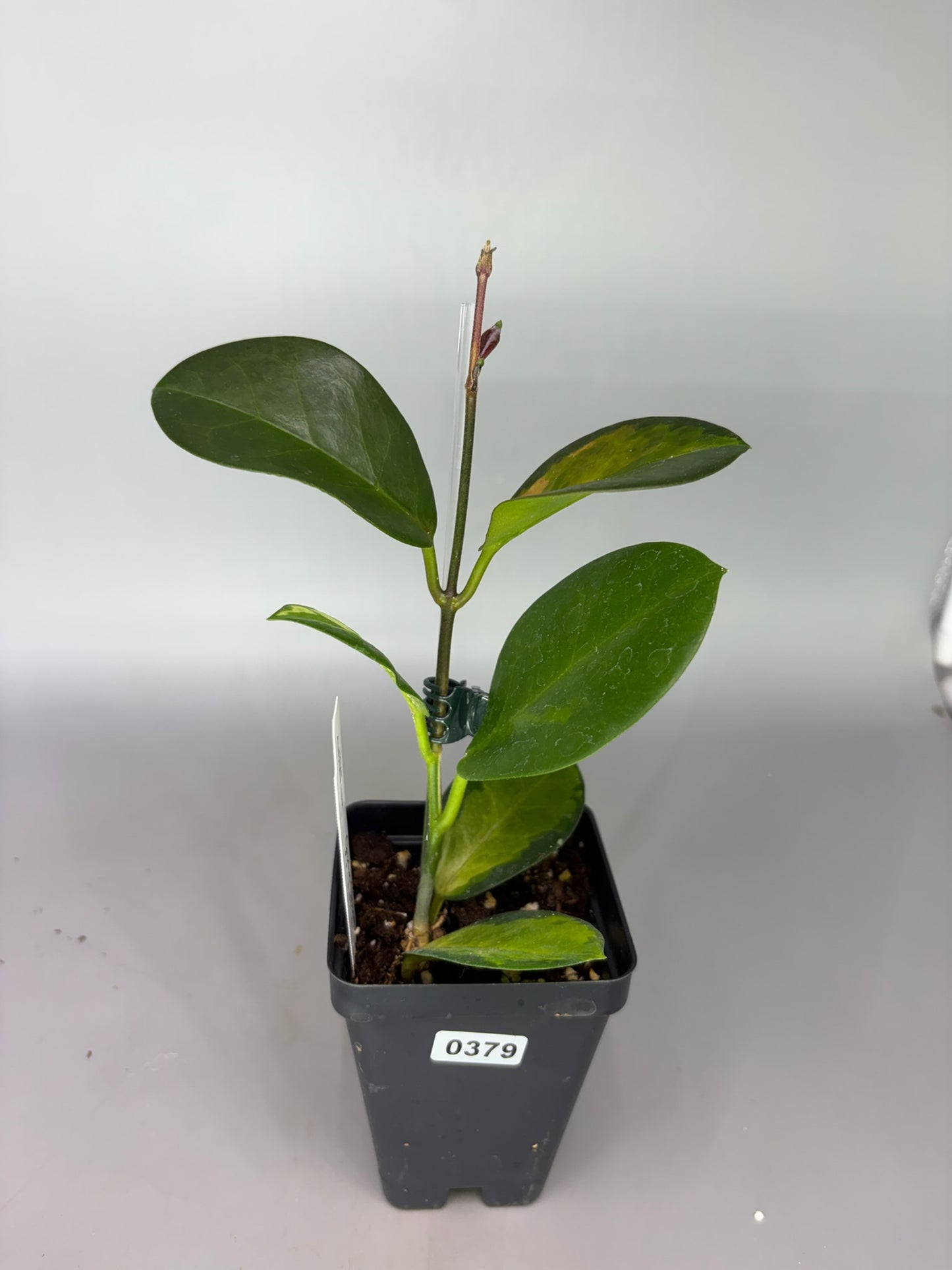 Hoya – Exact Plant #379 – photo a