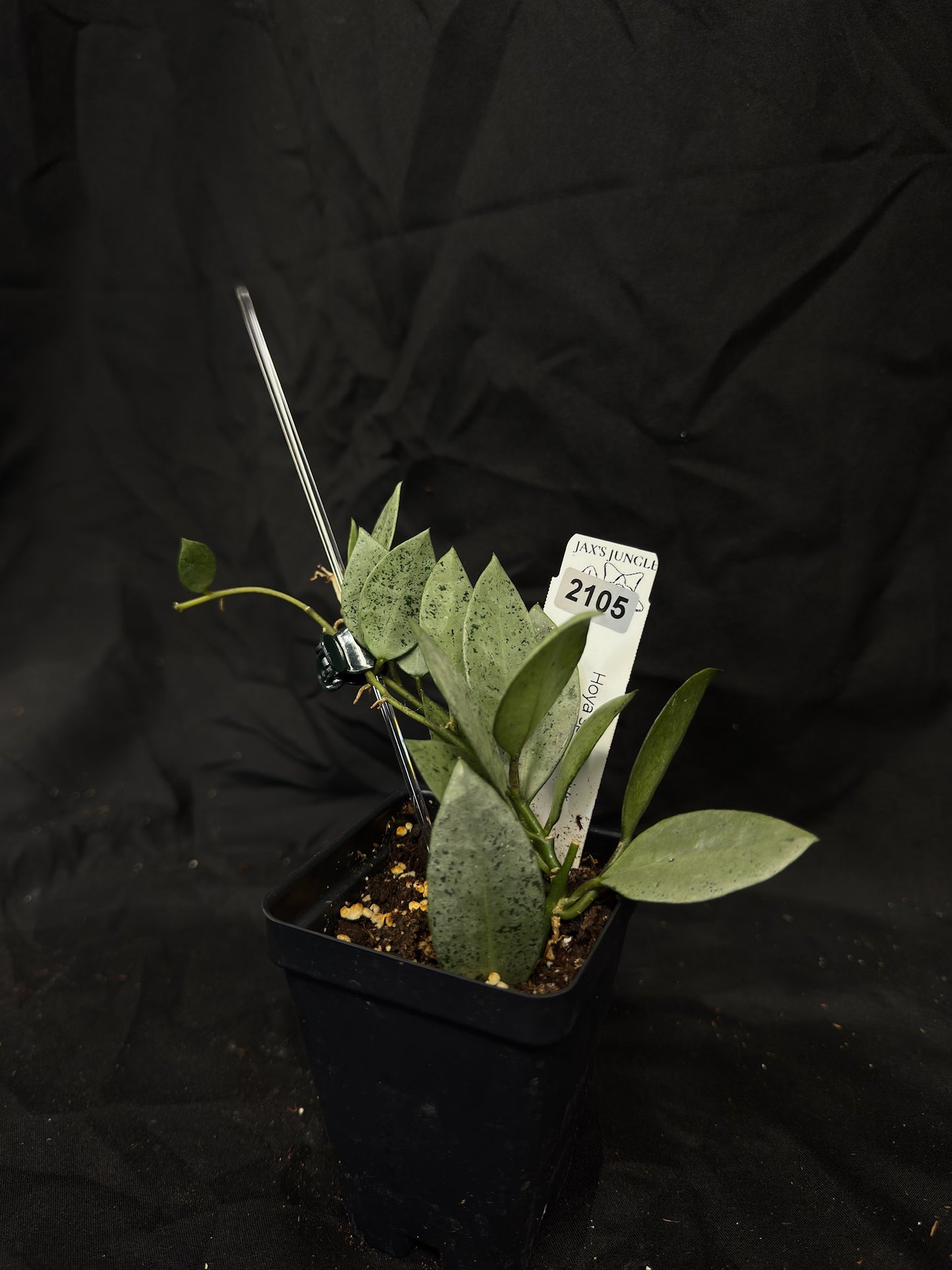 Hoya Lacunosa Sp. Cianjur Silver – Exact Plant #2105 – Green Street Plant Co.