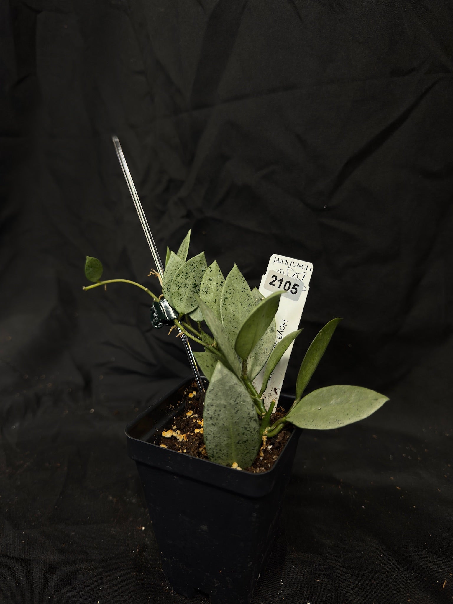 Hoya Lacunosa Sp. Cianjur Silver – Exact Plant #2105 – Green Street Plant Co.