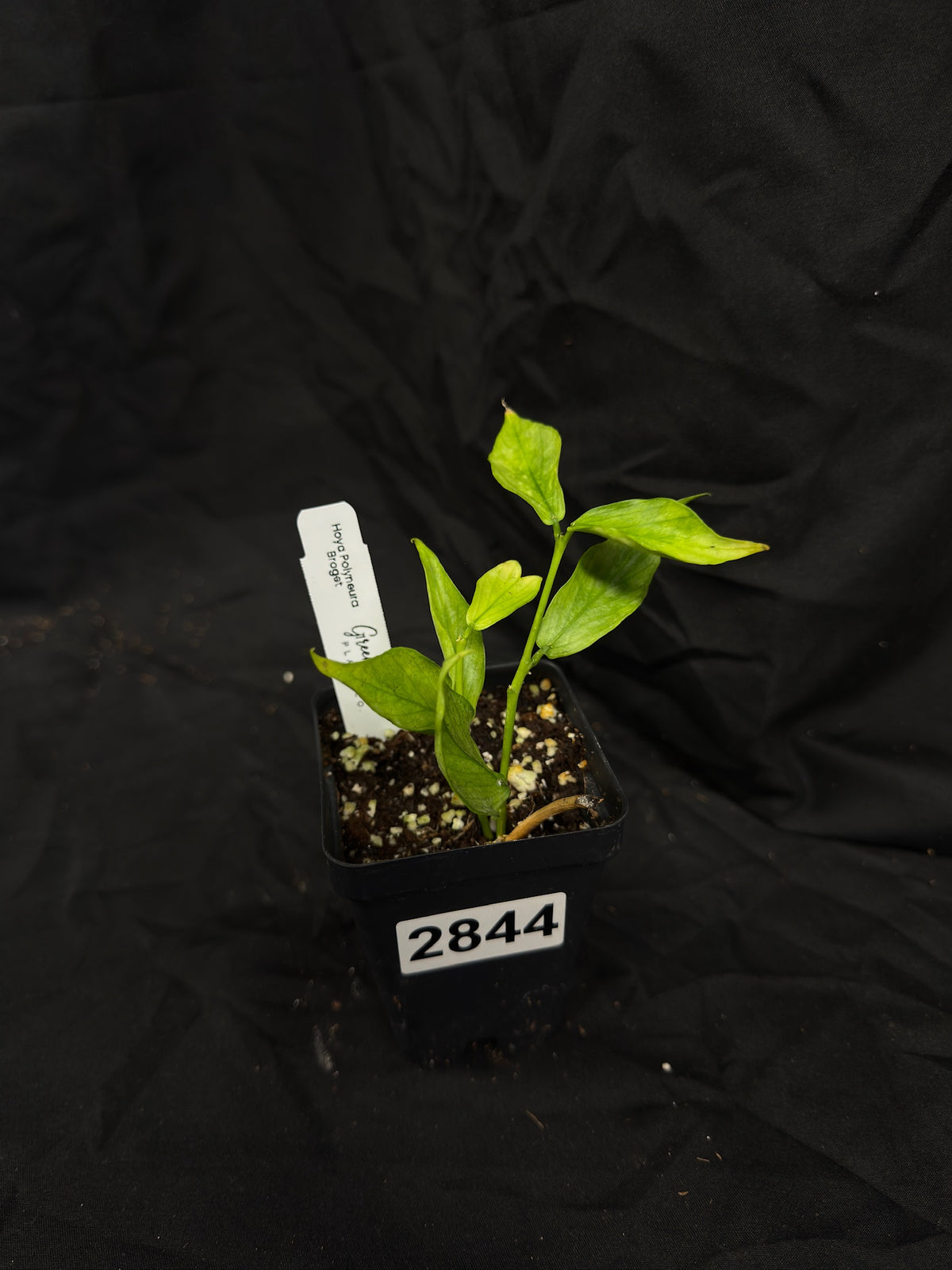 Hoya Polyneura Broget – Exact Plant #2844 – Green Street Plant Co.