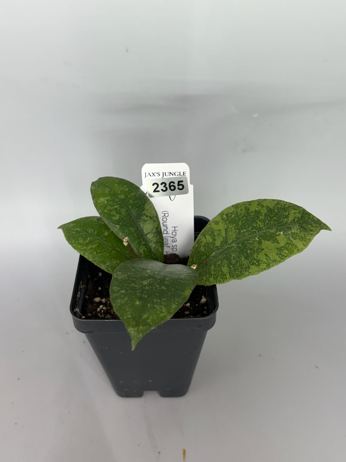 Hoya – Exact Plant #2365 – photo b