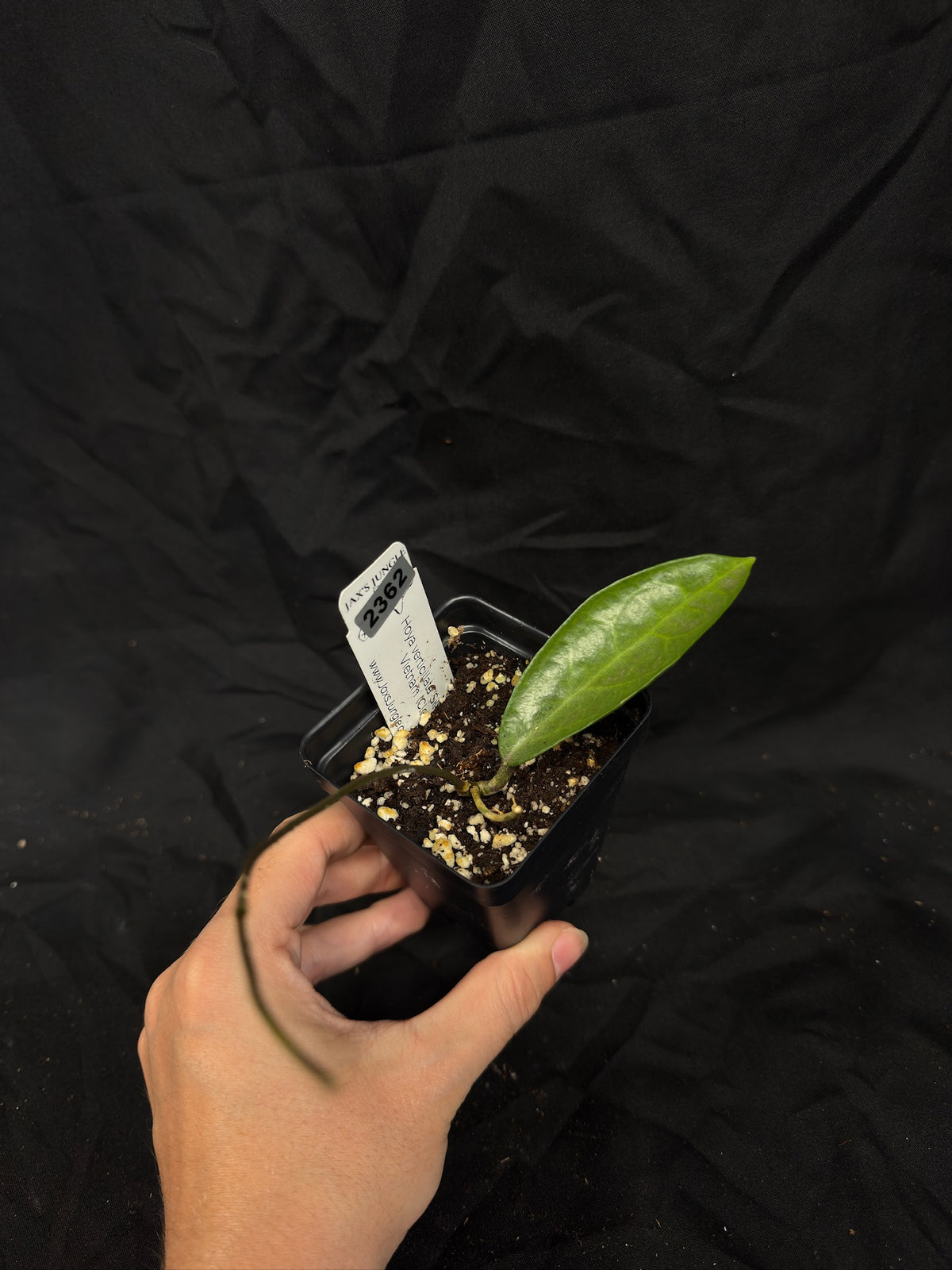 Hoya Verticillata (Silver Ghost Vietnam) Clone 2 – Exact Plant #2362 – Green Street Plant Co.