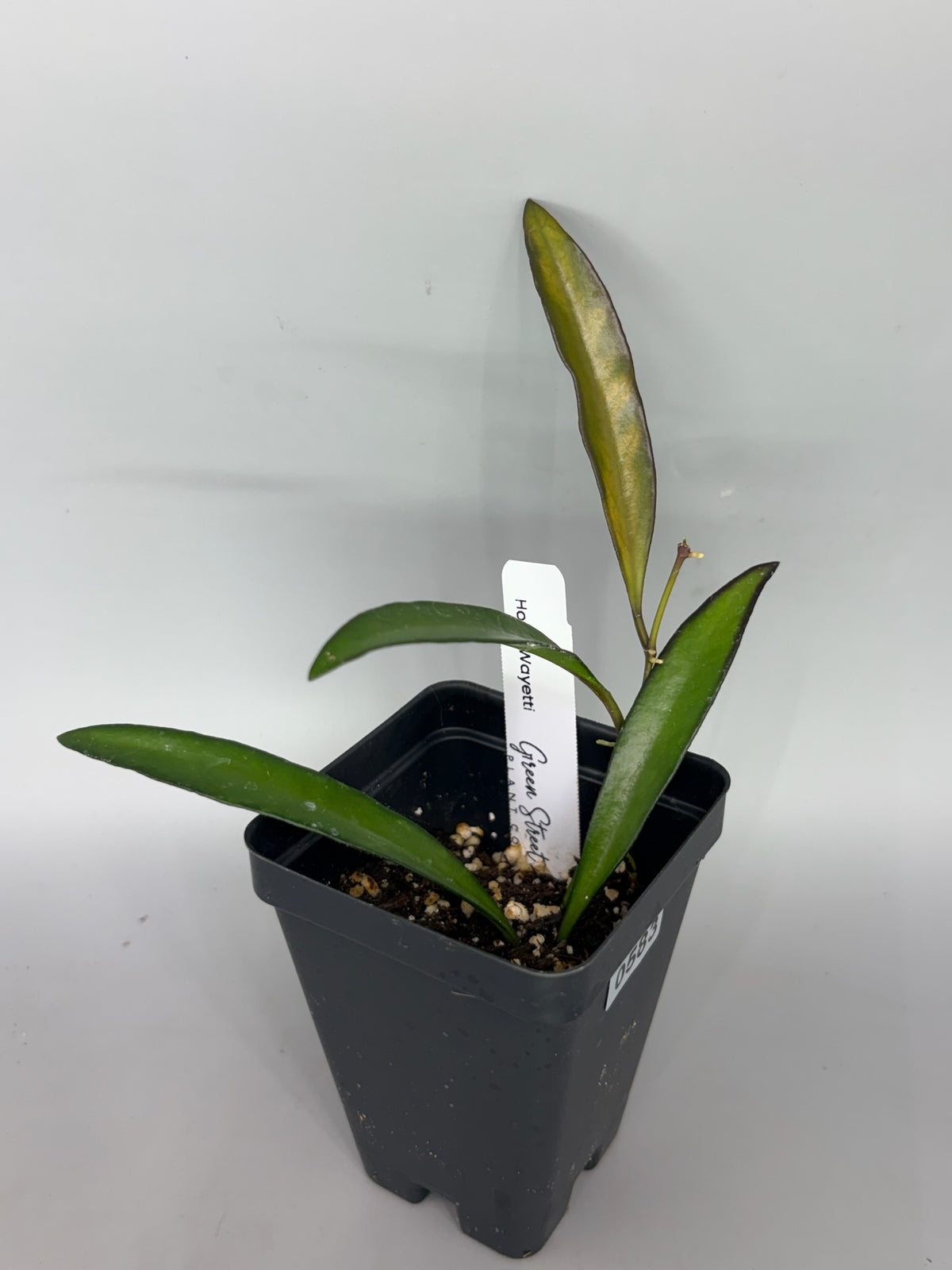 Hoya – Exact Plant #583 – photo a