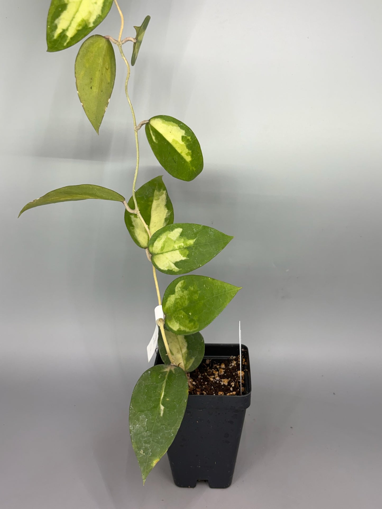 Hoya – Exact Plant #574 – photo a