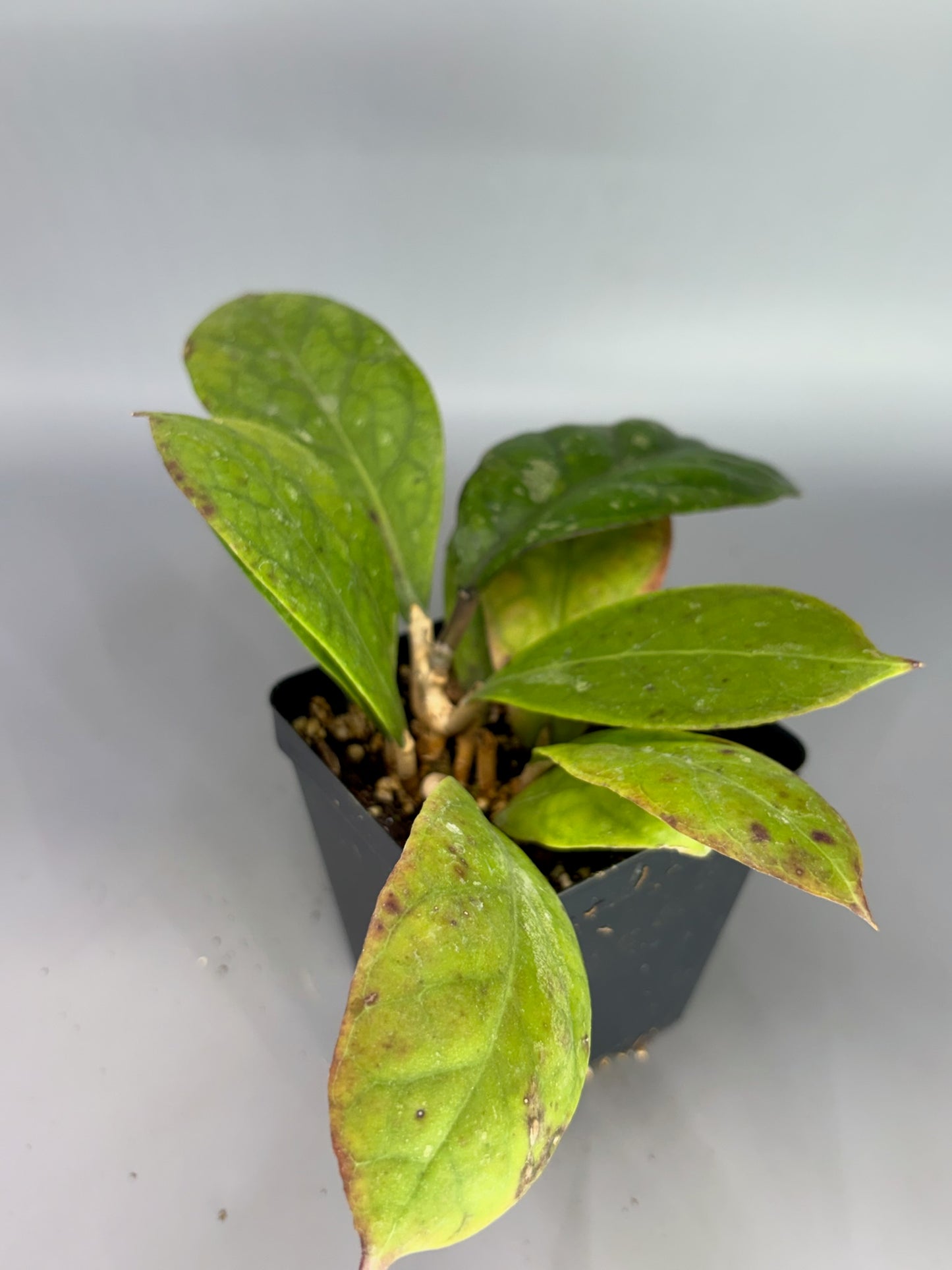 Hoya – Exact Plant #613 – photo c