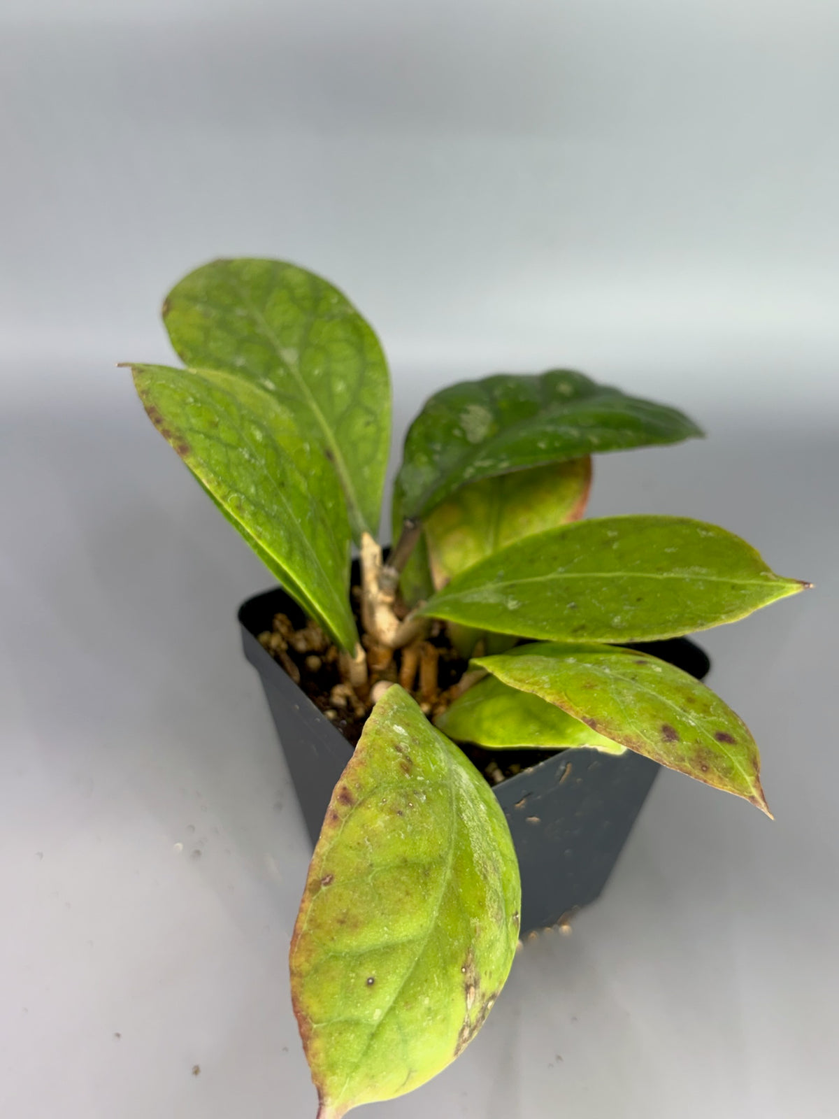 Hoya – Exact Plant #613 – photo c