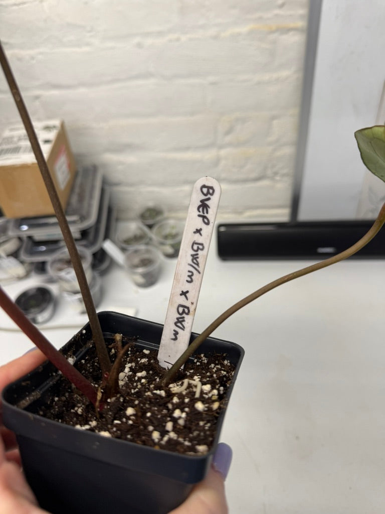 Anthurium BVep x BW/m x BW/m
