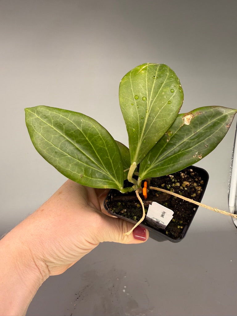 Hoya merrillii #619 – Exact Plant