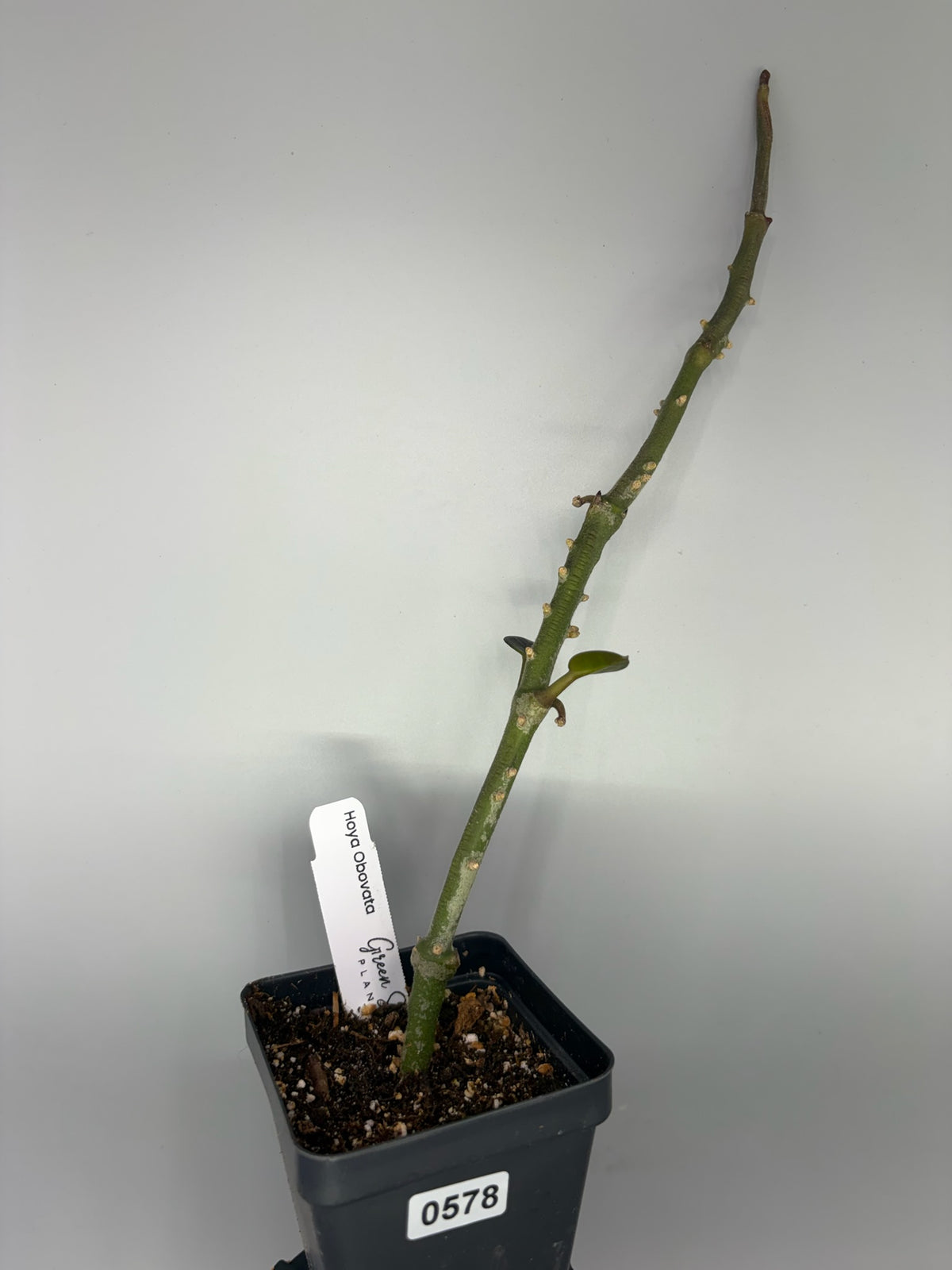 Hoya – Exact Plant #578 – photo a