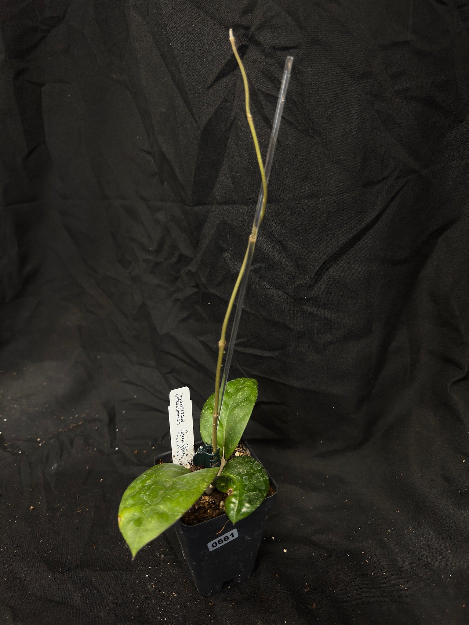 Hoya RHM24108 AH035 x Unknown – Grower’s Choice – Green Street Plant Co.