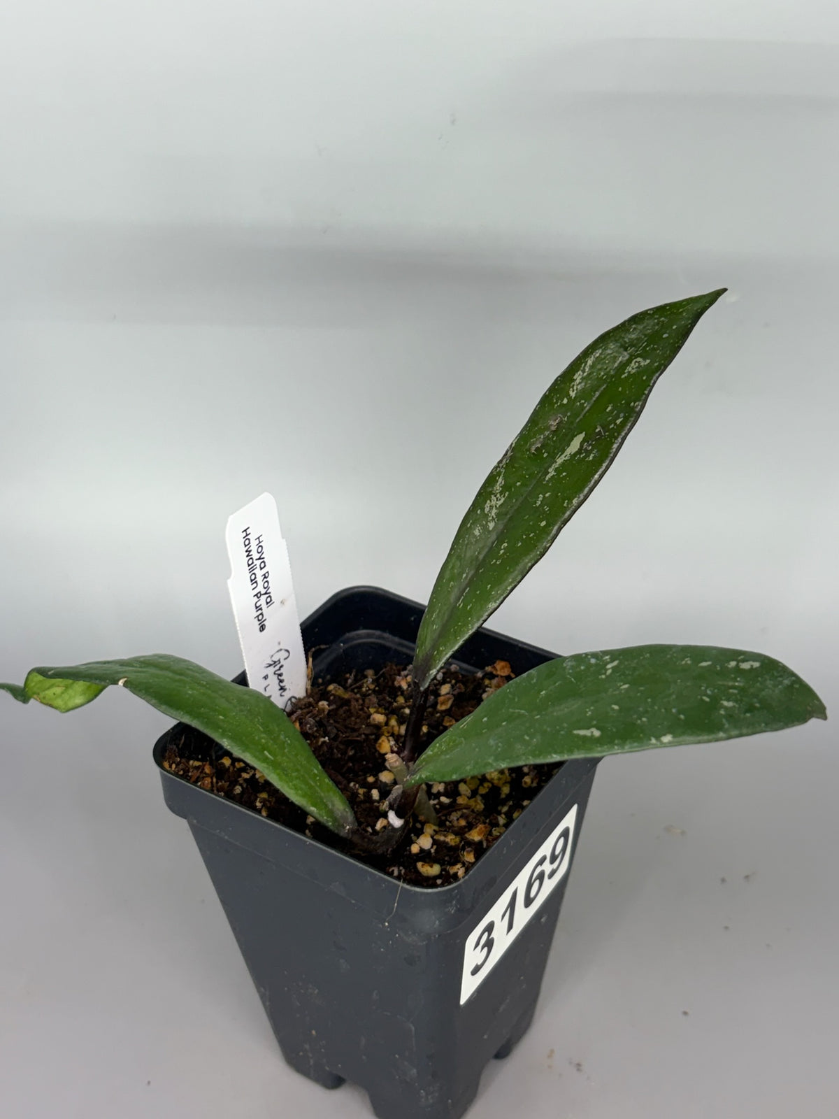 Hoya – Exact Plant #3169 – photo a