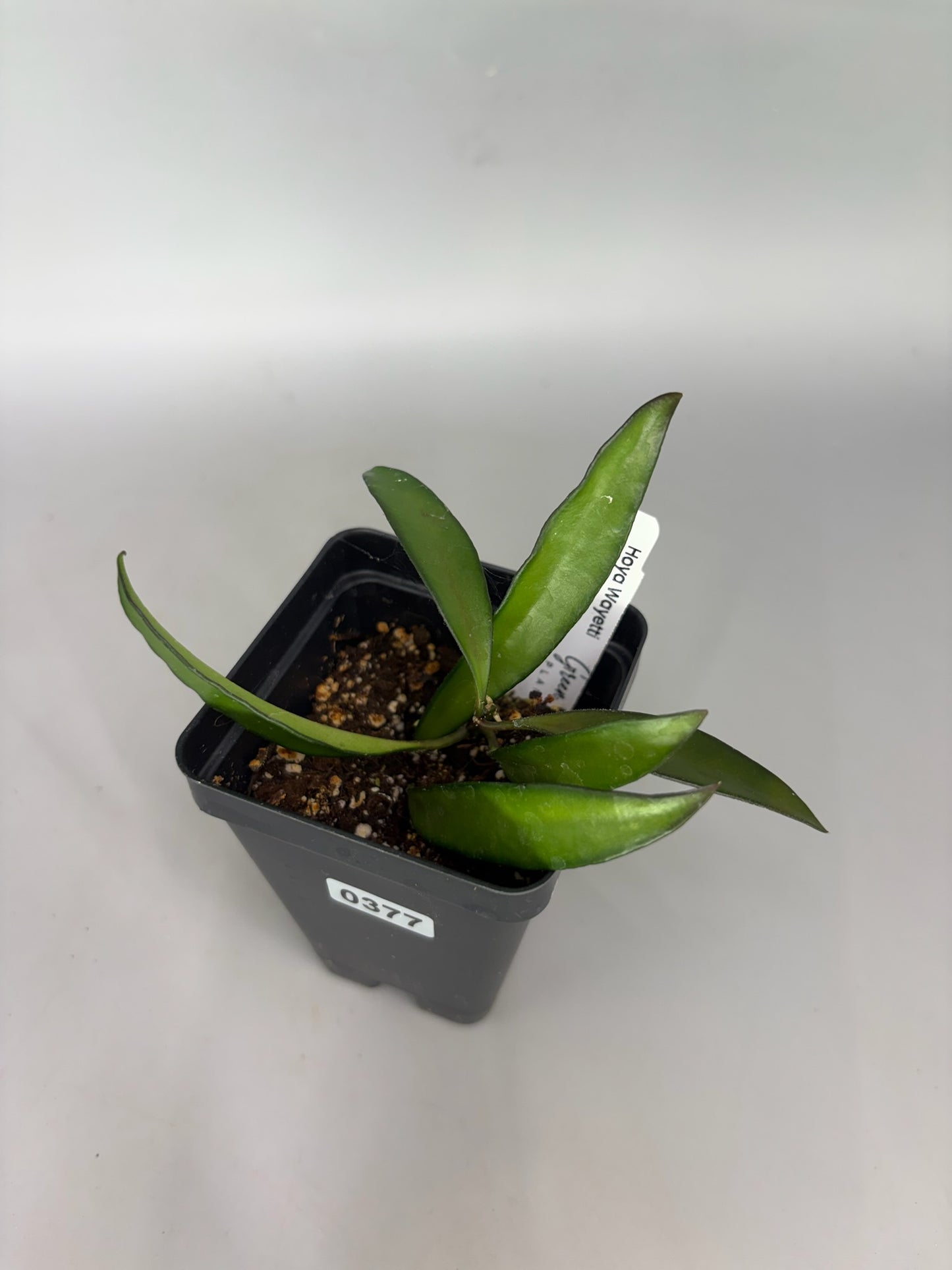 Hoya – Exact Plant #377 – photo a