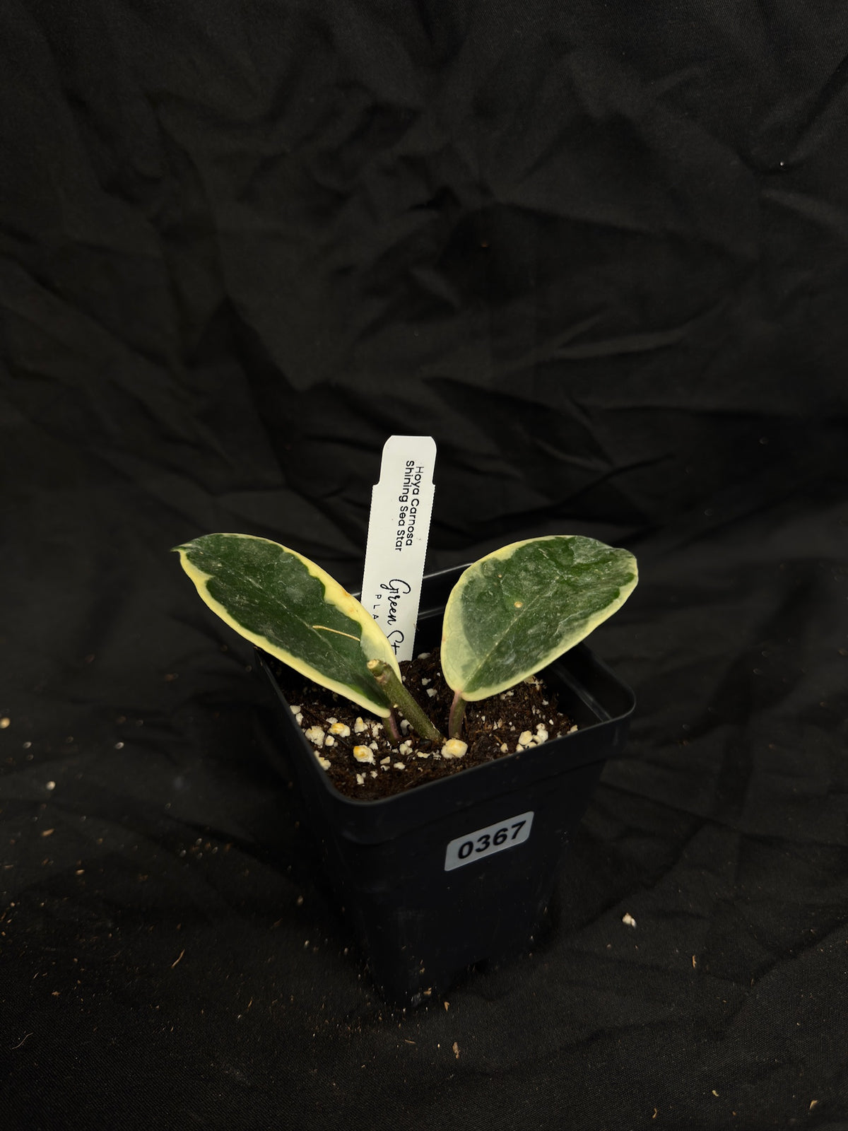 Hoya Carnosa ‘Shining Sea Star’ – Grower’s Choice – Green Street Plant Co.