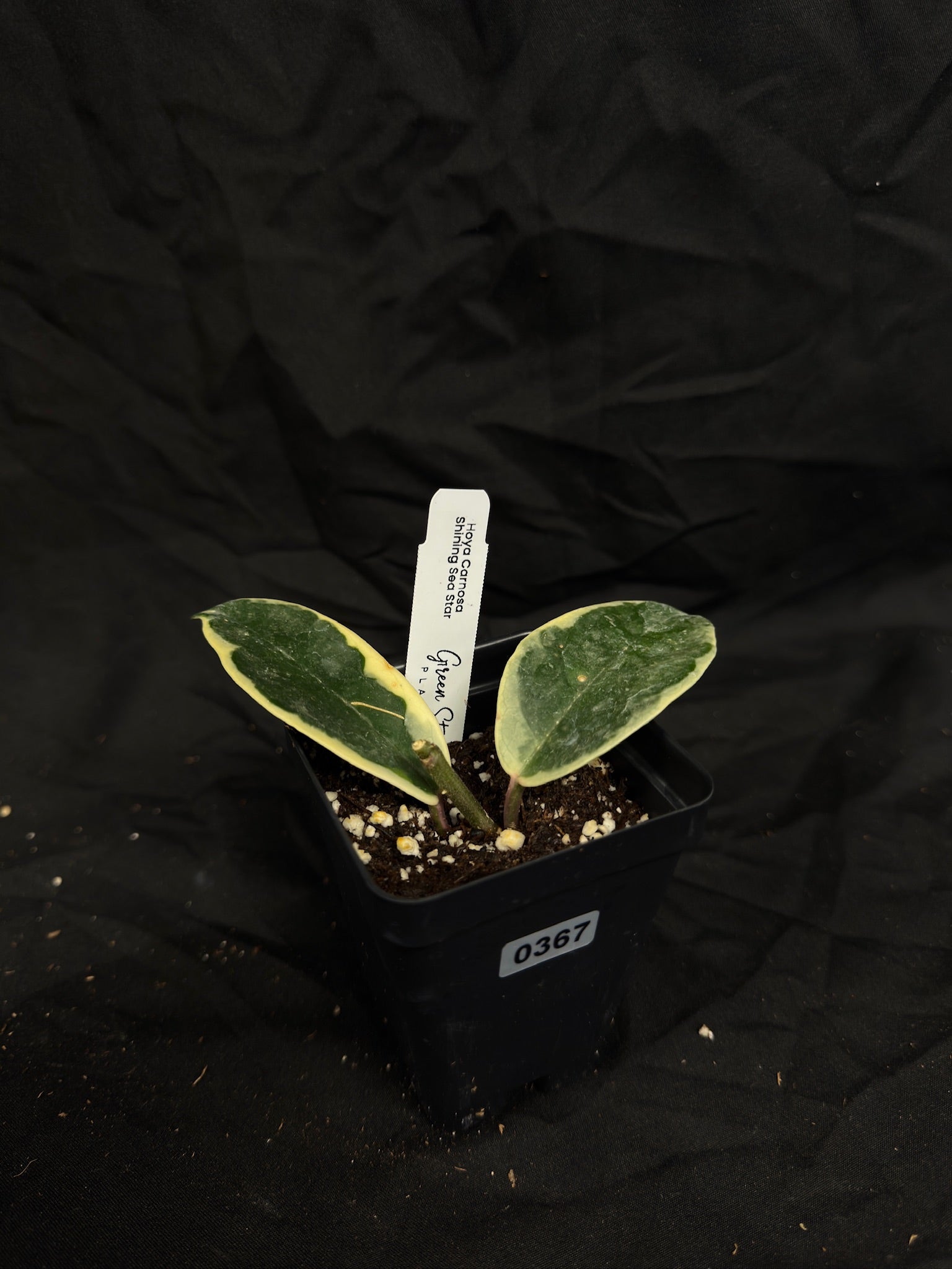 Hoya Carnosa ‘Shining Sea Star’ – Grower’s Choice – Green Street Plant Co.