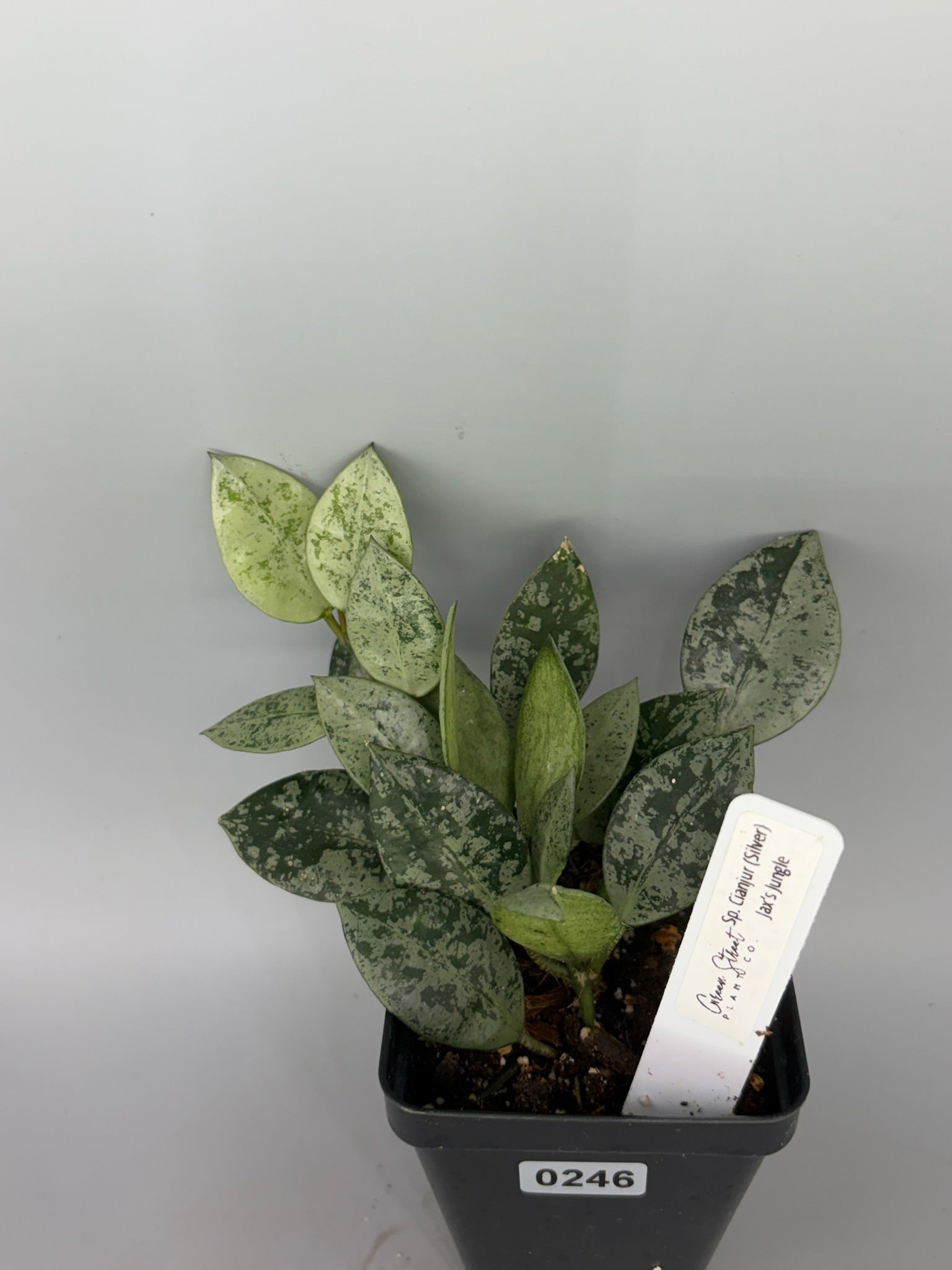 Hoya – Exact Plant #246 – photo b