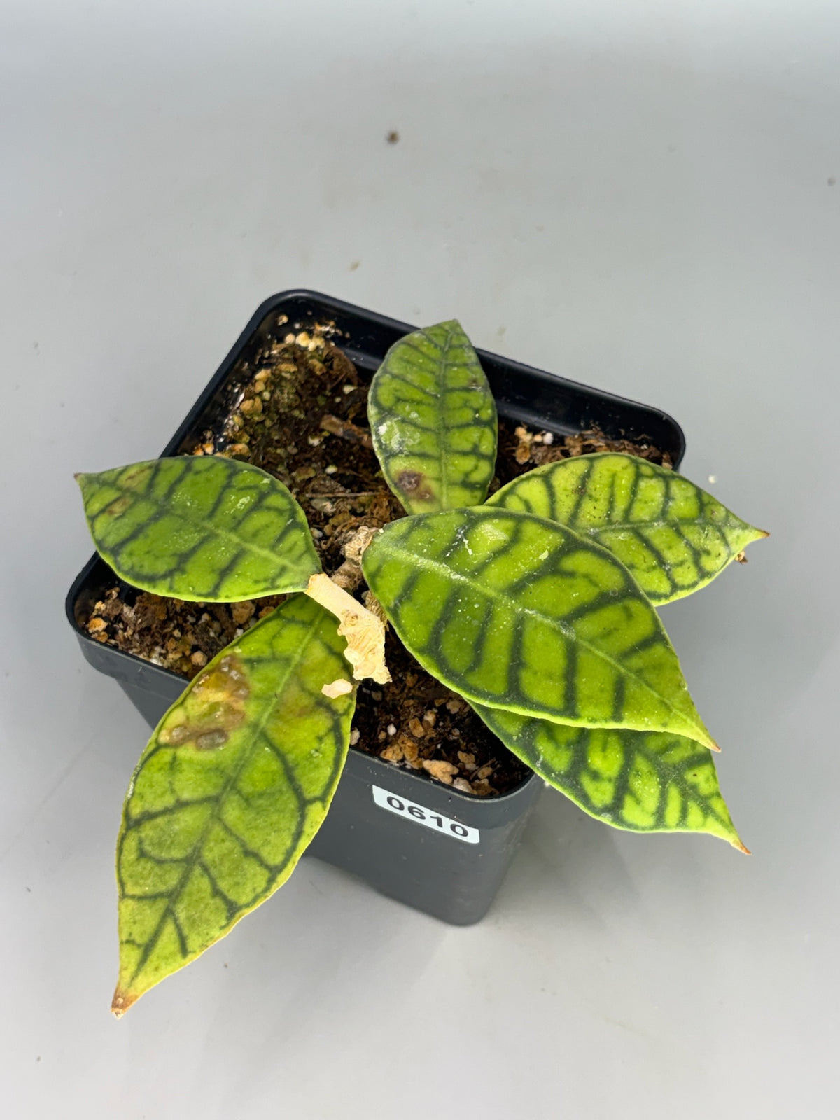 Hoya – Exact Plant #610 – photo a